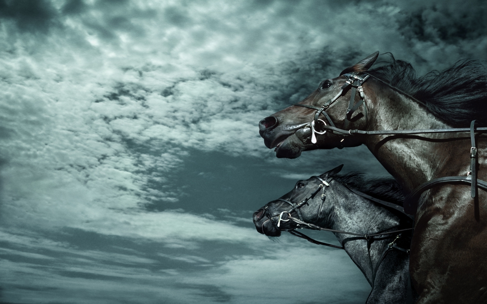 horses, animals, turquoise 1080p