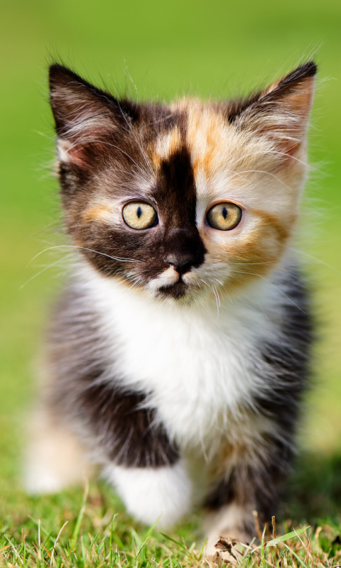 Download mobile wallpaper Cats, Cat, Kitten, Animal, Cute, Baby Animal for free.