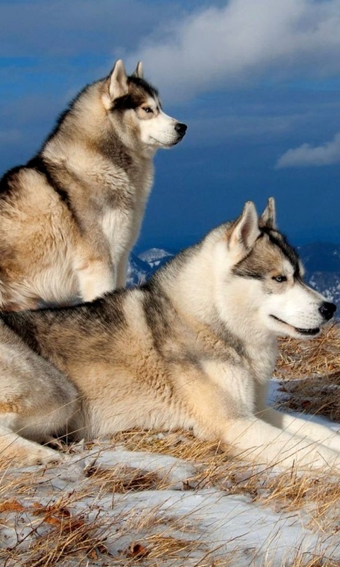 1108069 descargar fondo de pantalla husky siberiano, animales, fornido, perro esquimal, perro, invierno, perros: protectores de pantalla e imágenes gratis