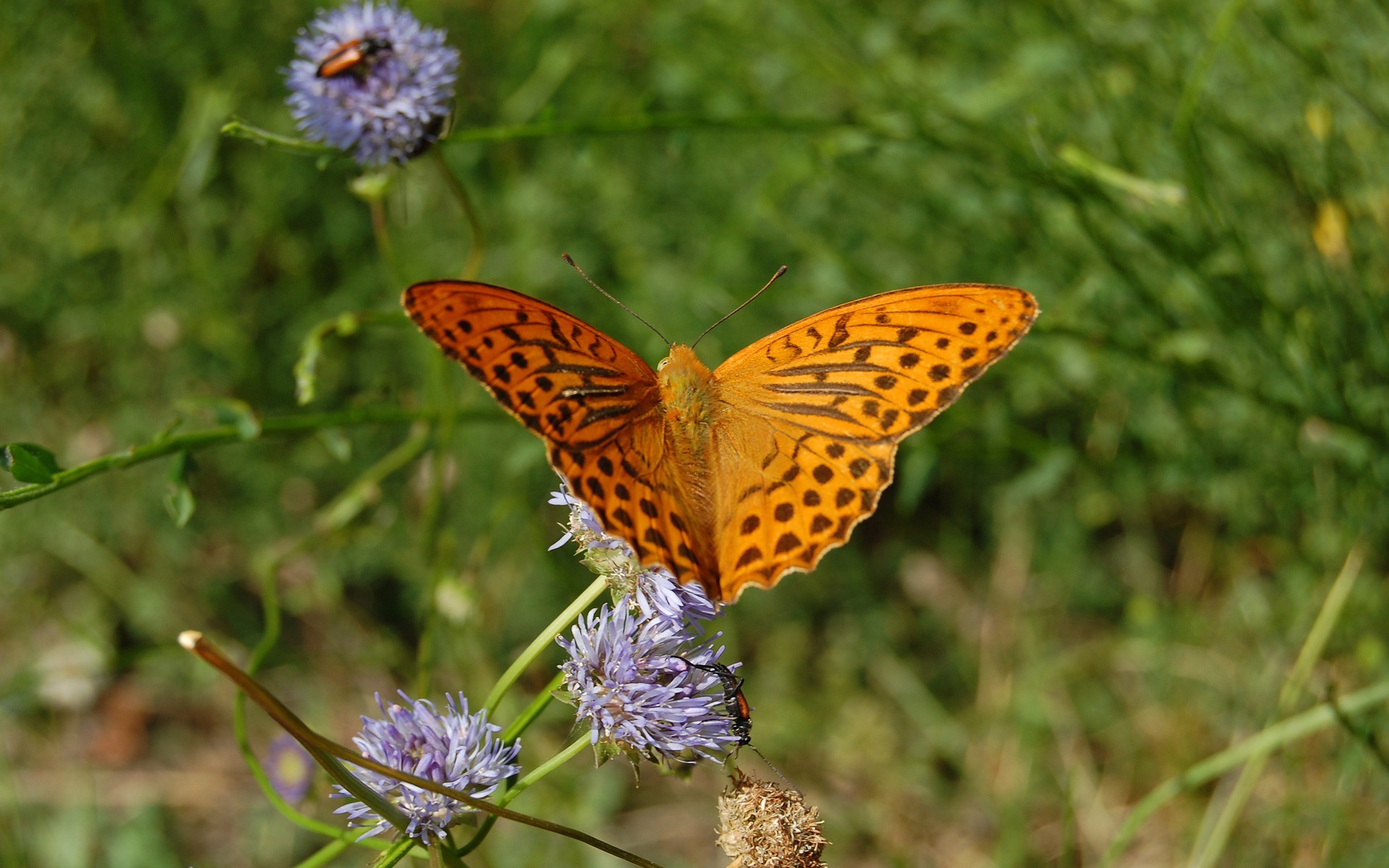 Free download wallpaper Butterfly, Animal on your PC desktop