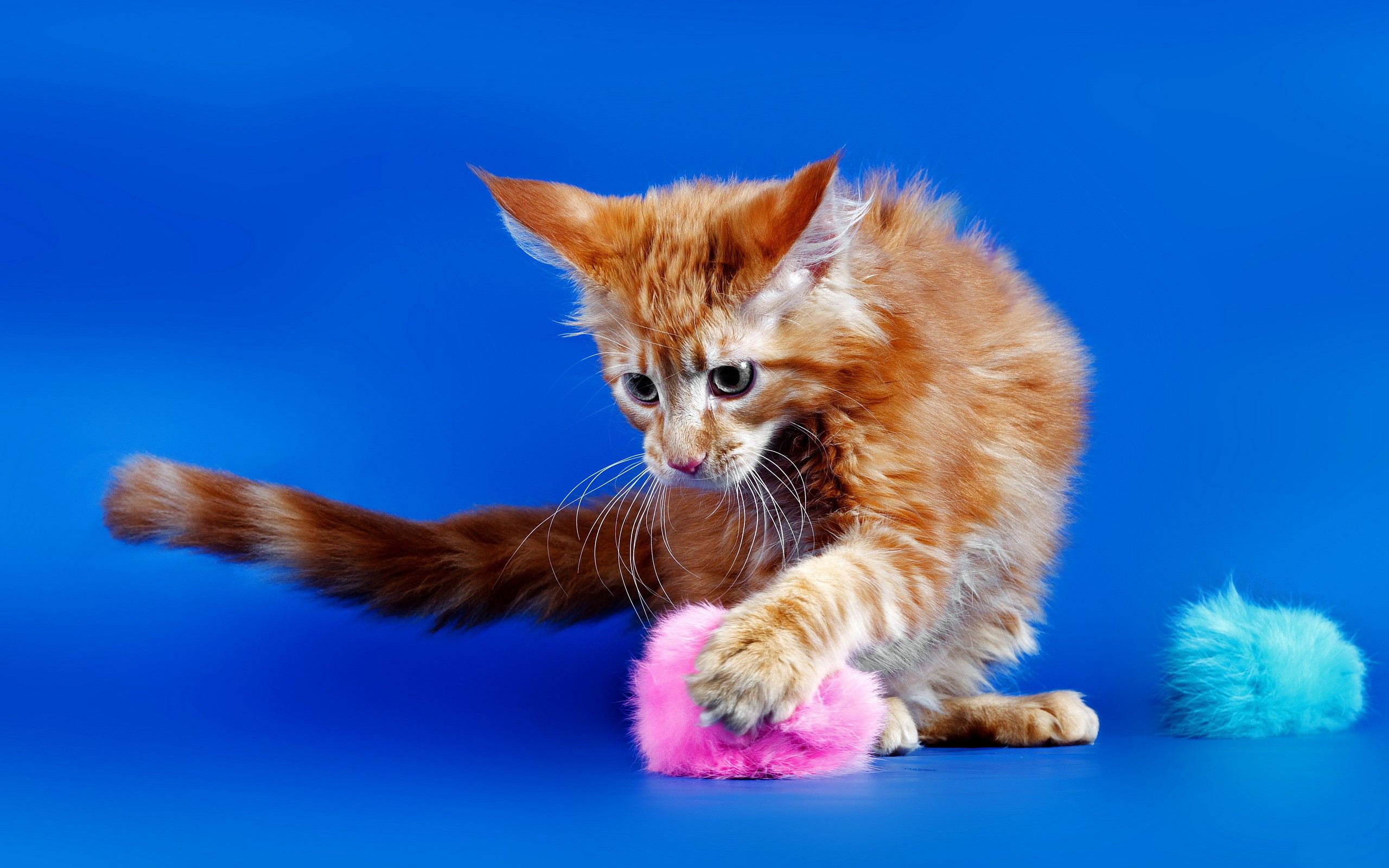 Baixe gratuitamente a imagem Animais, Gatos, Gato na área de trabalho do seu PC