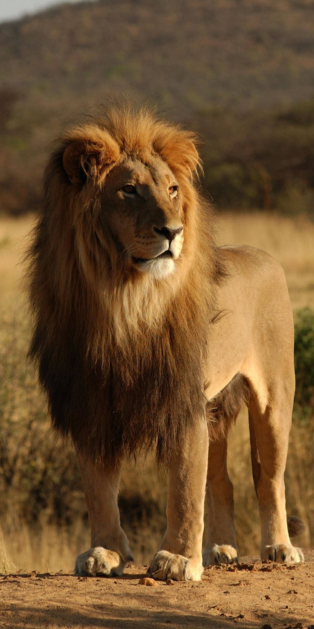 Téléchargez des papiers peints mobile Animaux, Chats, Lion gratuitement.