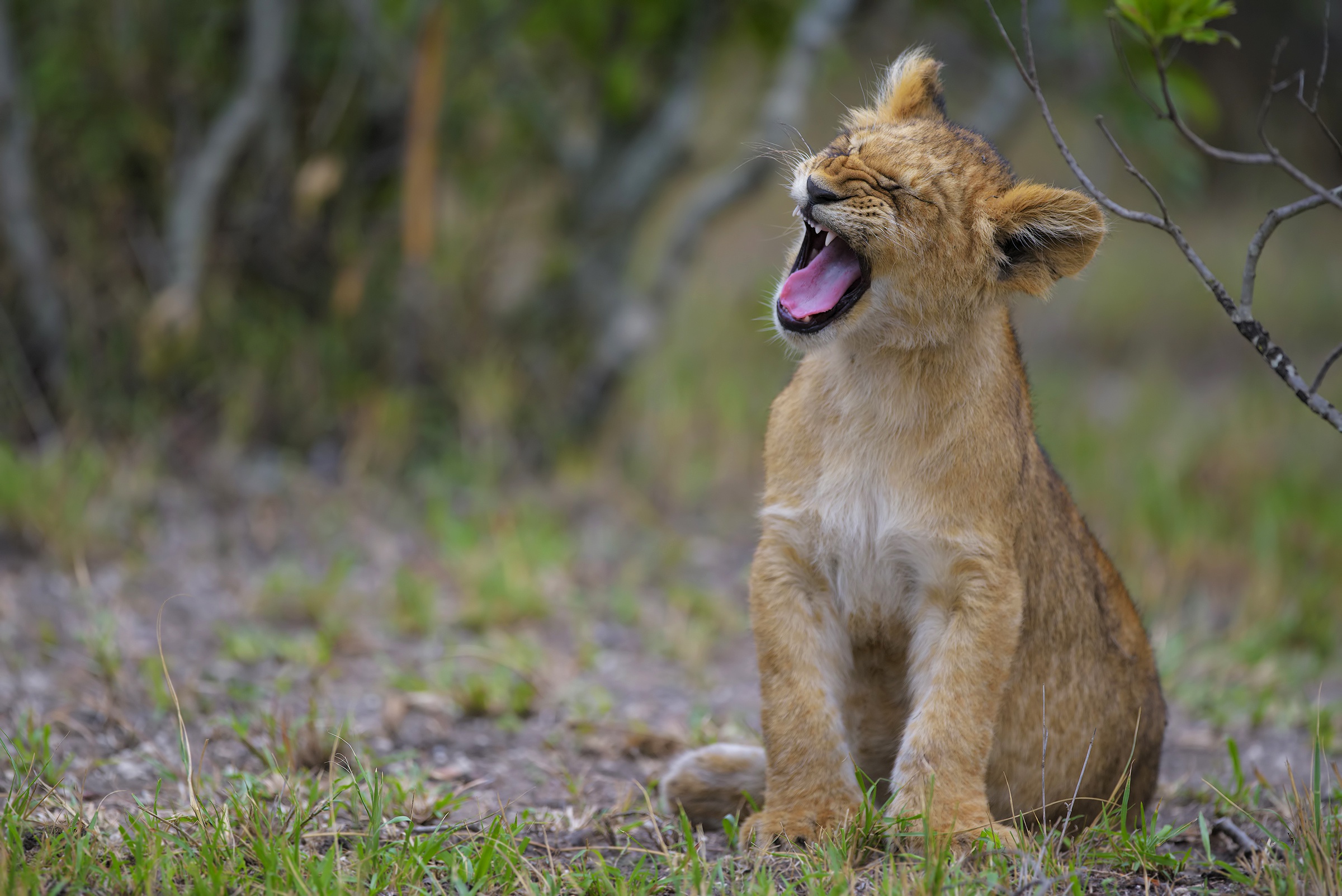 Téléchargez gratuitement l'image Animaux, Chats, Lion, Lionceau, Bébé Animal sur le bureau de votre PC