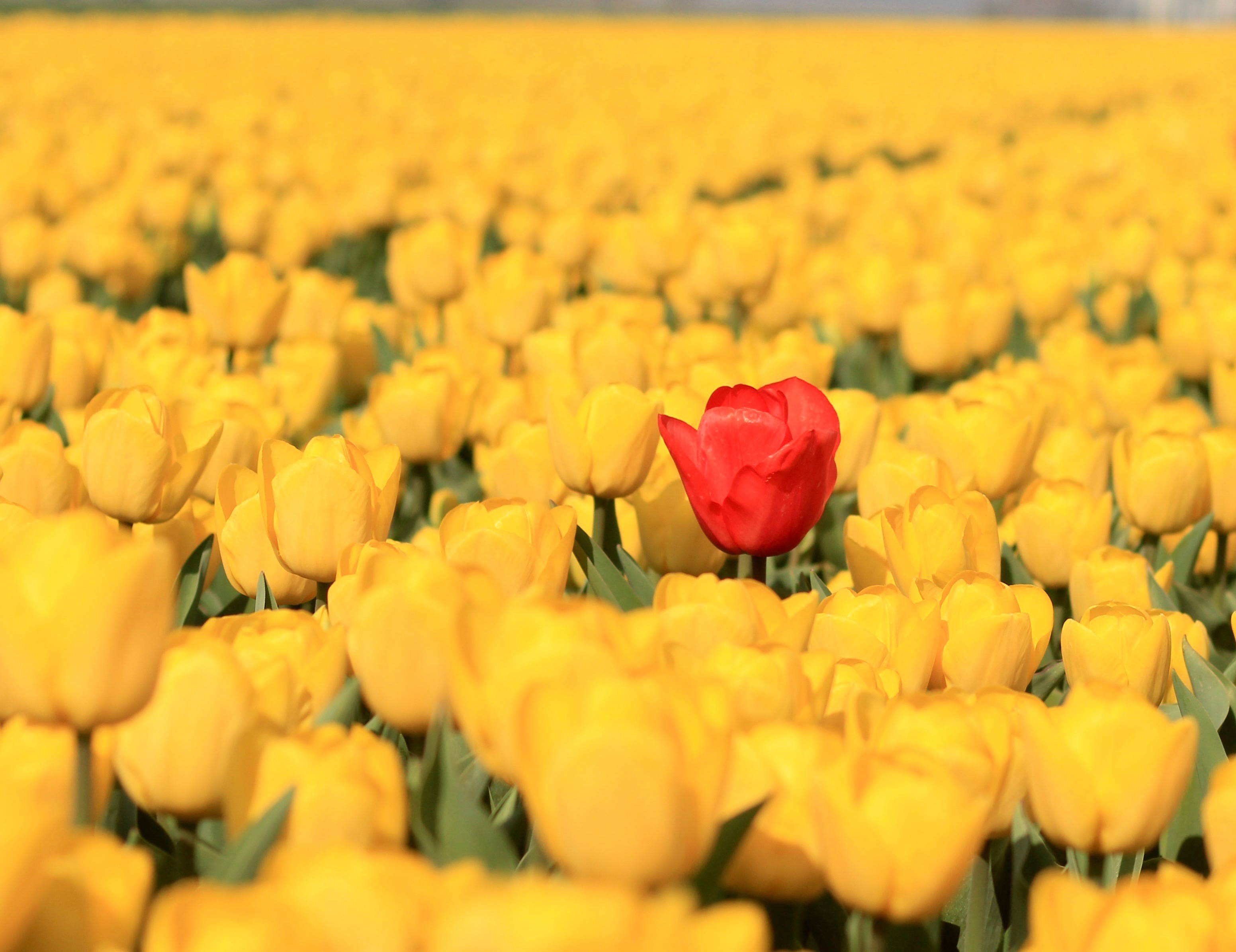 Download mobile wallpaper Nature, Flowers, Summer, Flower, Close Up, Earth, Tulip, Yellow Flower, Red Flower for free.