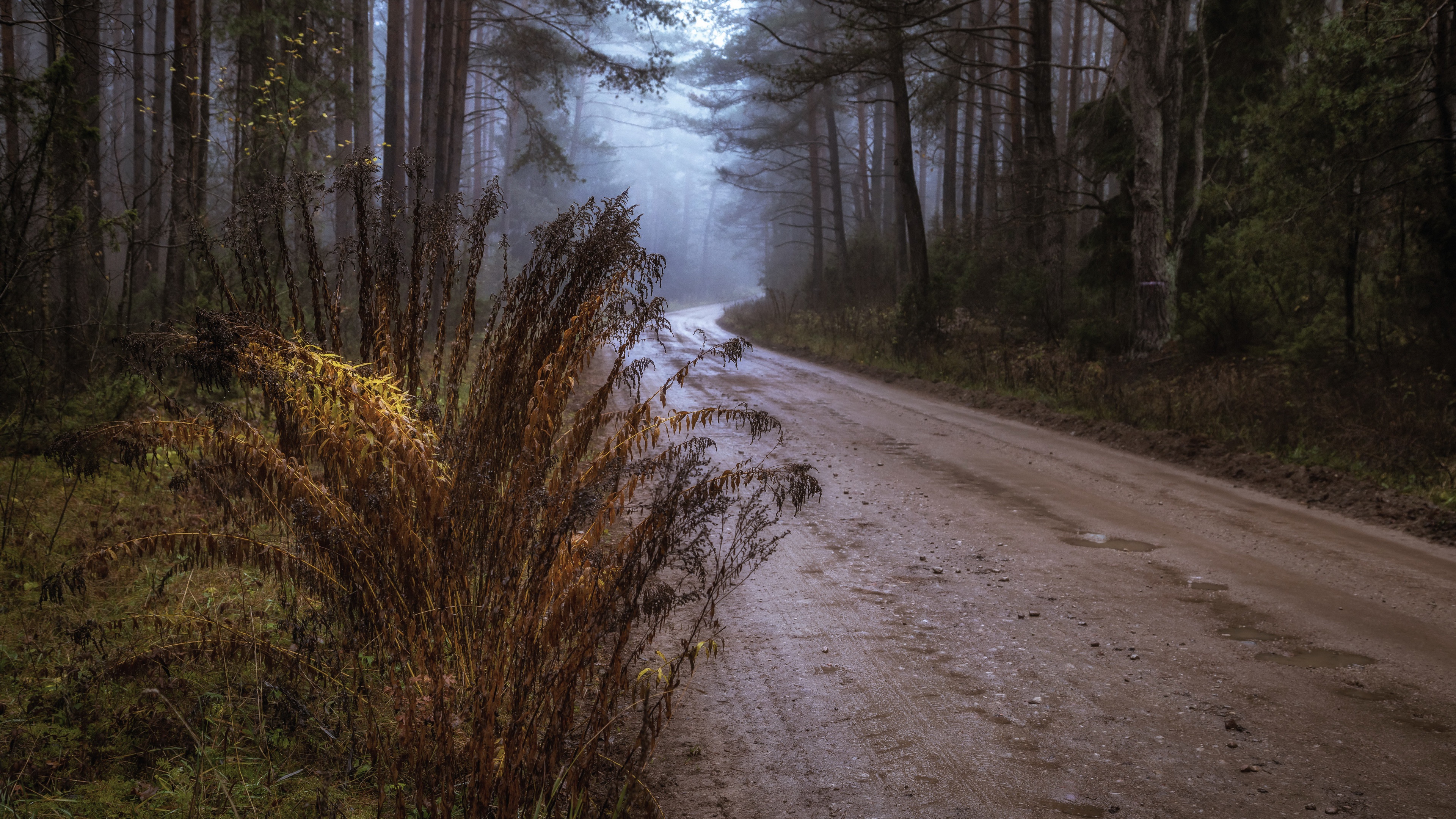 Download mobile wallpaper Road, Forest, Fall, Man Made for free.