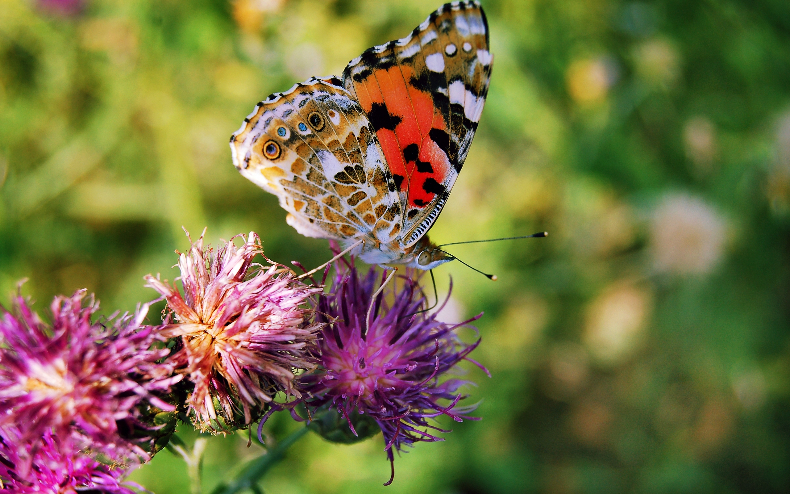 Laden Sie das Schmetterlinge, Blumen, Insekten-Bild kostenlos auf Ihren PC-Desktop herunter