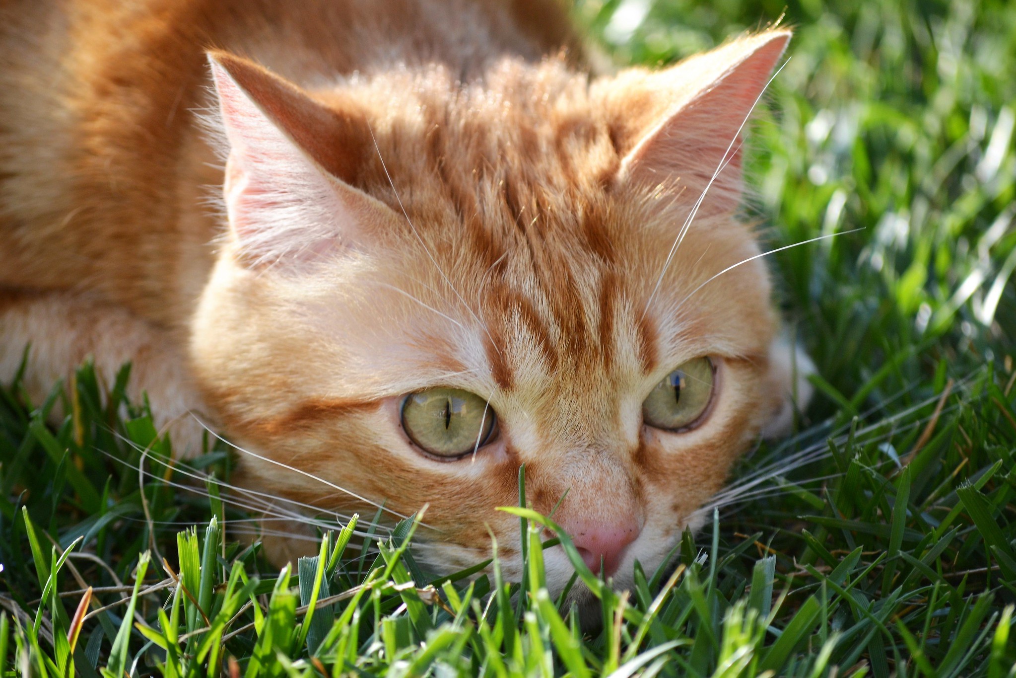 Baixar papel de parede para celular de Animais, Gatos, Gato gratuito.