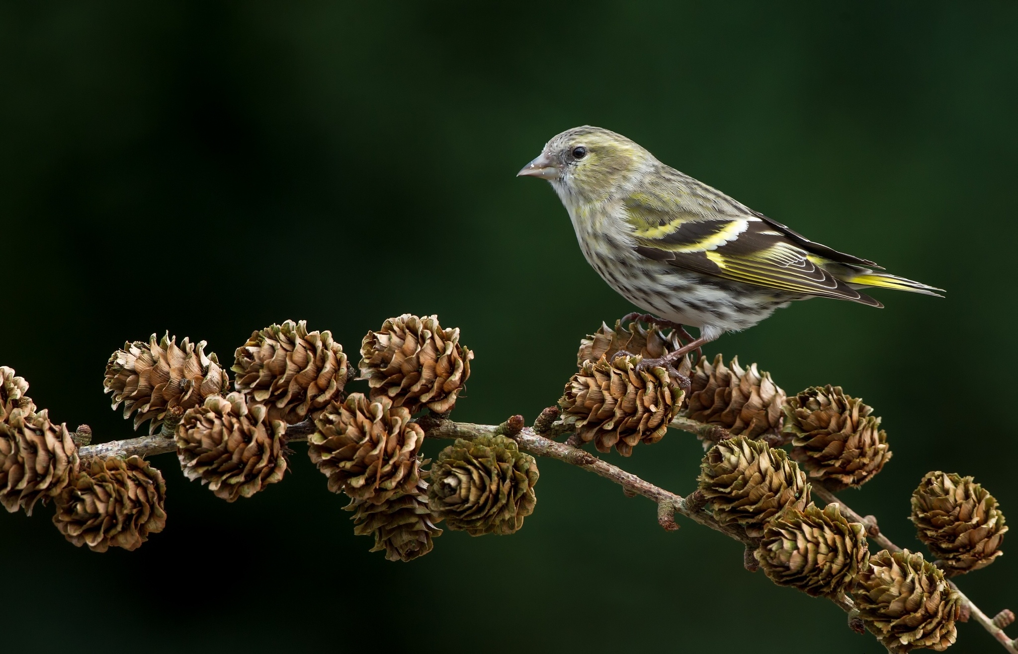 Baixar papel de parede para celular de Pássaro, Aves, Animais gratuito.