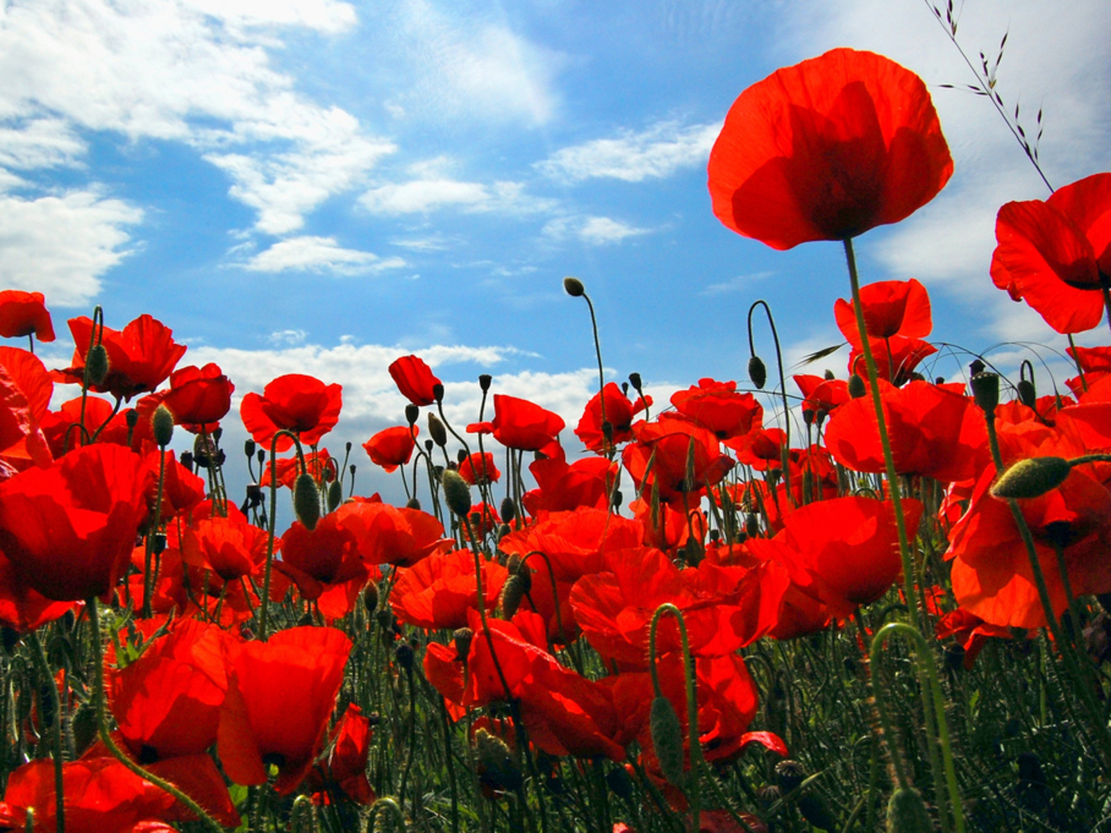 Free download wallpaper Flowers, Earth, Poppy, Red Flower on your PC desktop