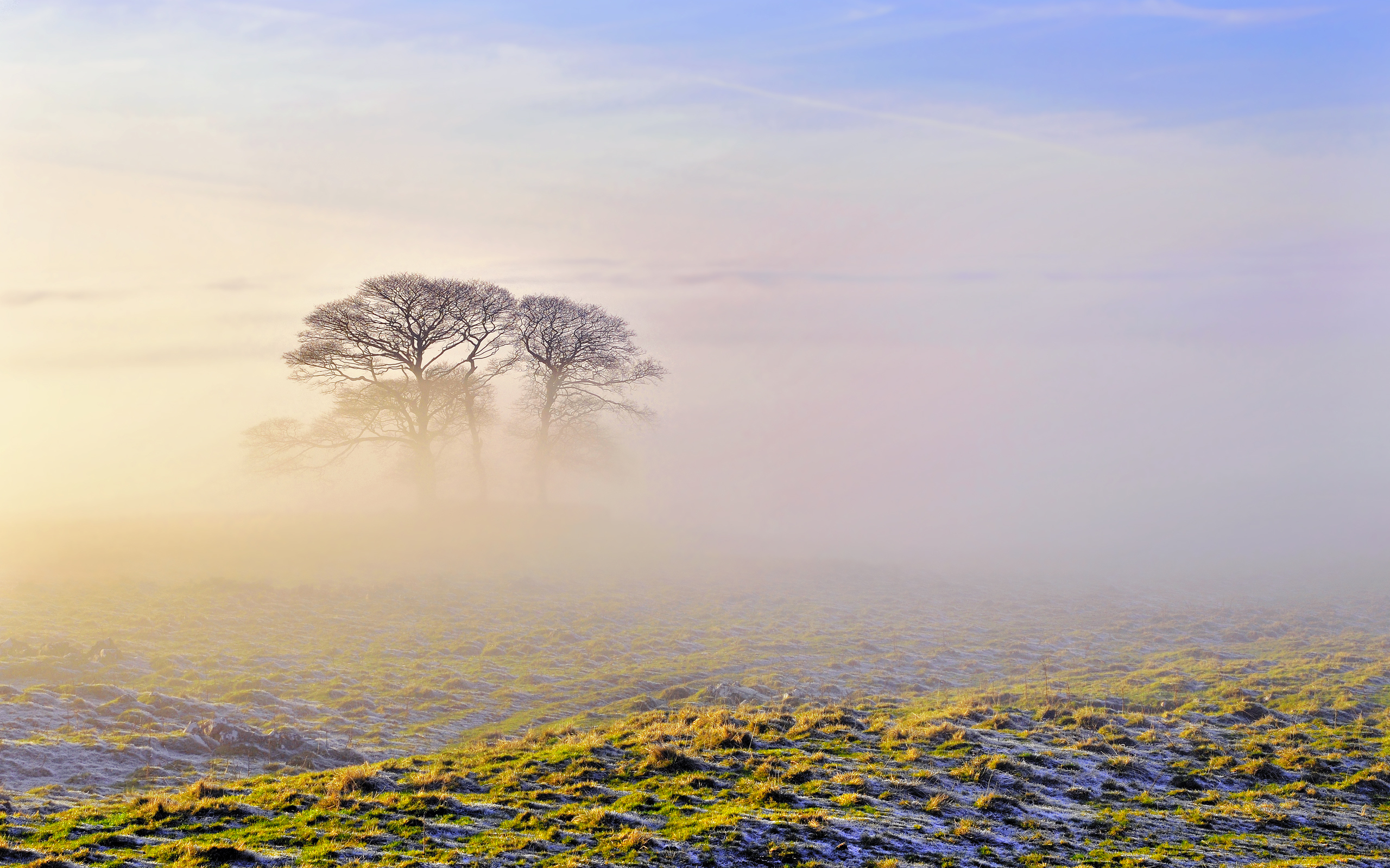 frost, earth, fog, fall, landscape, scenic, tree