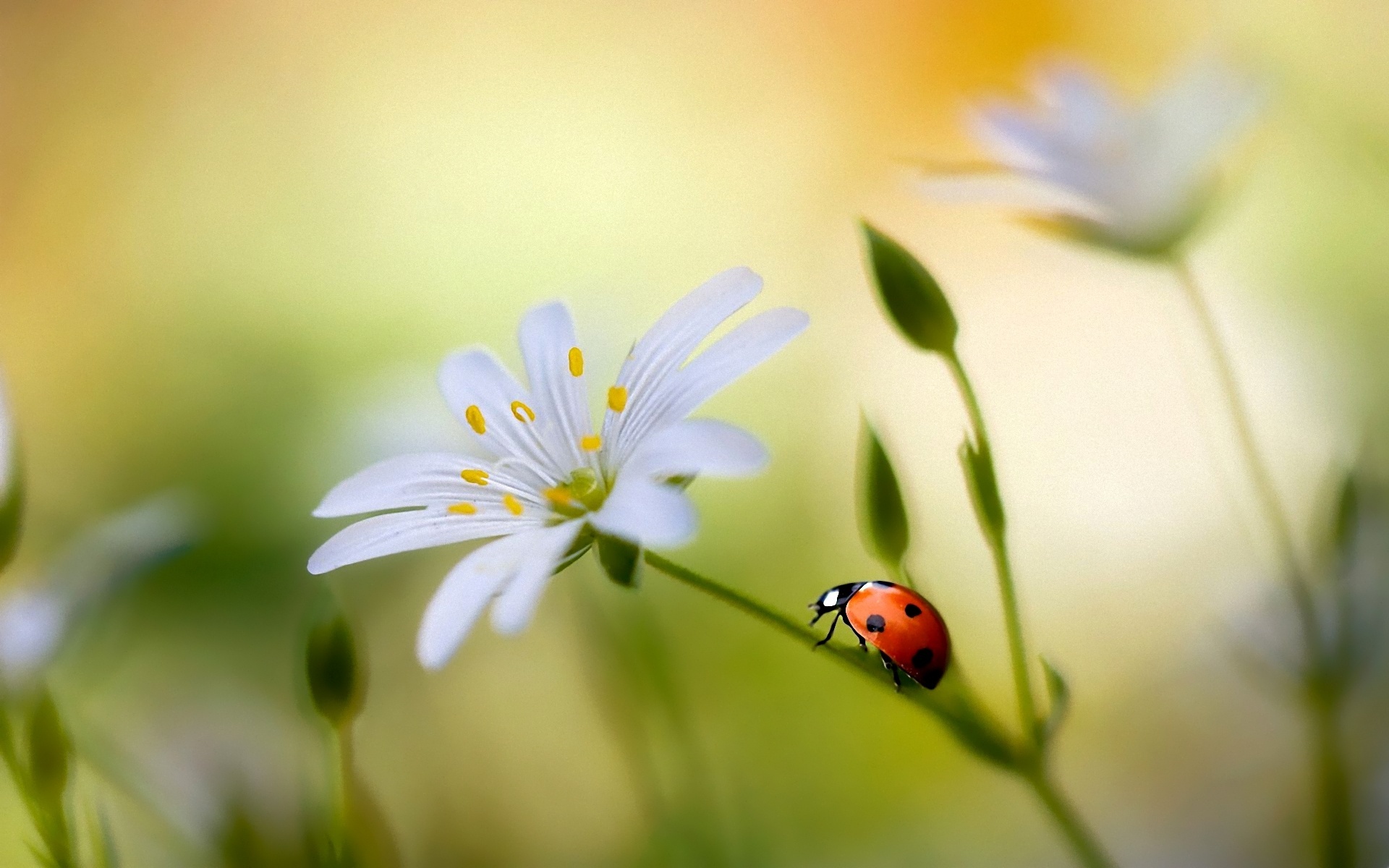 Download mobile wallpaper Animal, Ladybug for free.