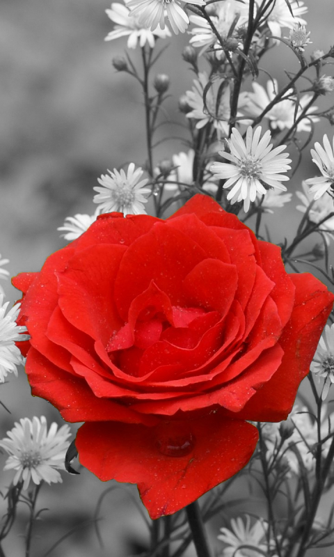 Скачать картинку Природа, Цветок, Роза, Красная Роза, Земля/природа, Выборочный Цвет, Флауэрсы в телефон бесплатно.