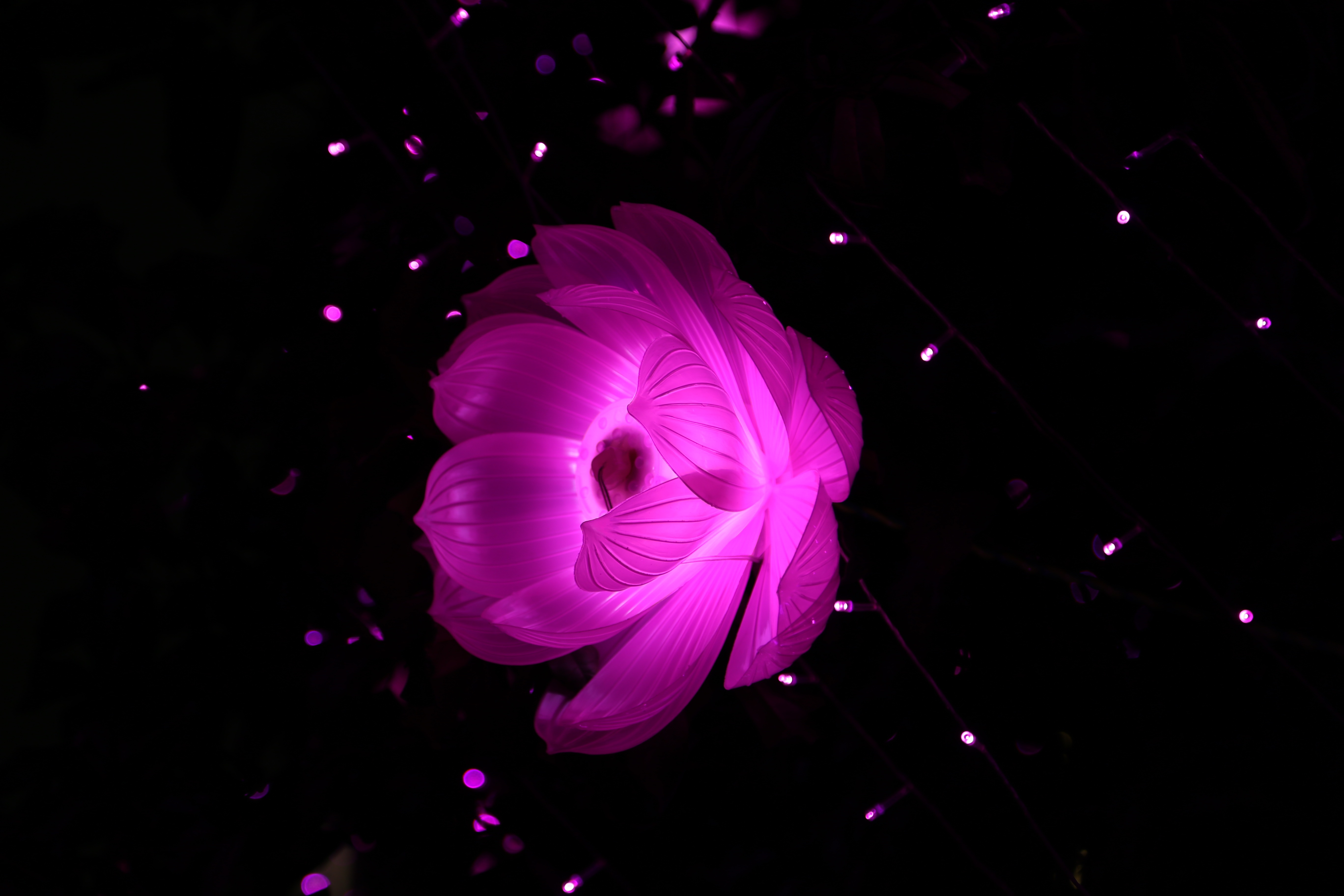 Laden Sie das Abstrakt, Scheinen, Lotus, Licht, Blume-Bild kostenlos auf Ihren PC-Desktop herunter
