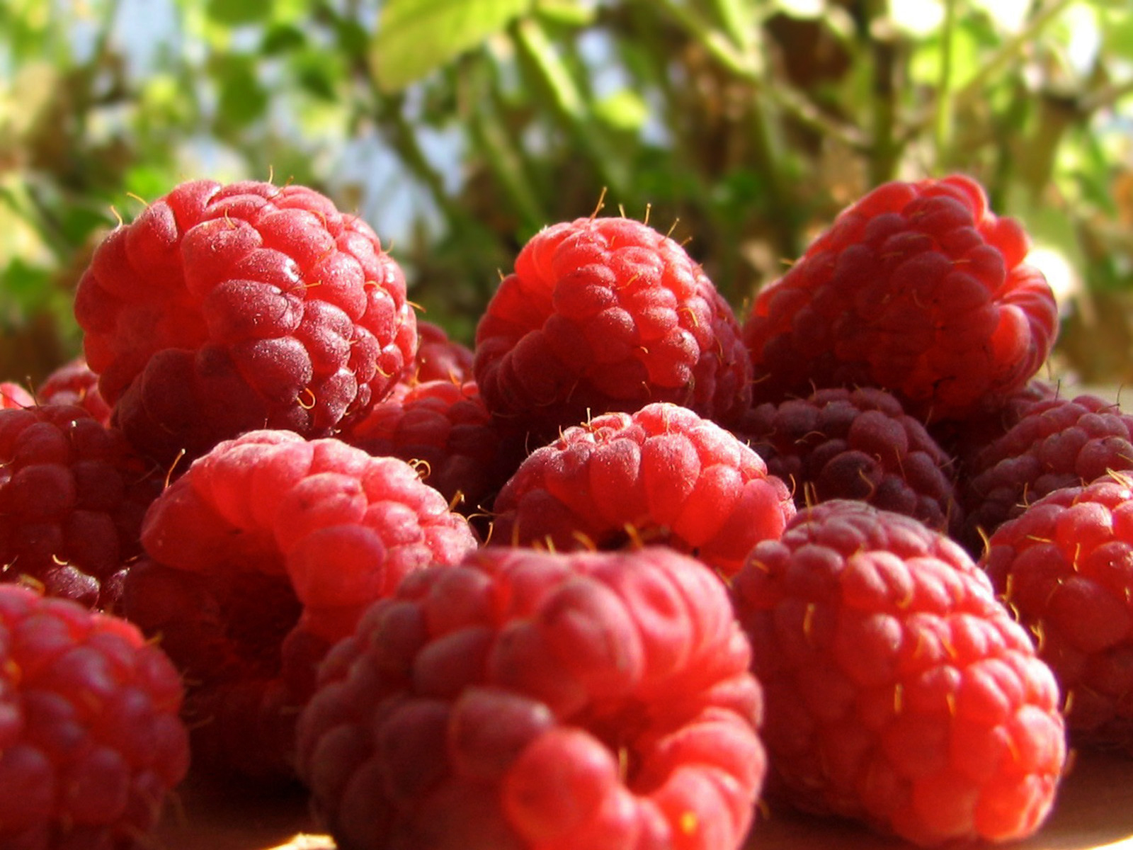 Téléchargez des papiers peints mobile Framboise, Des Fruits, Nourriture gratuitement.