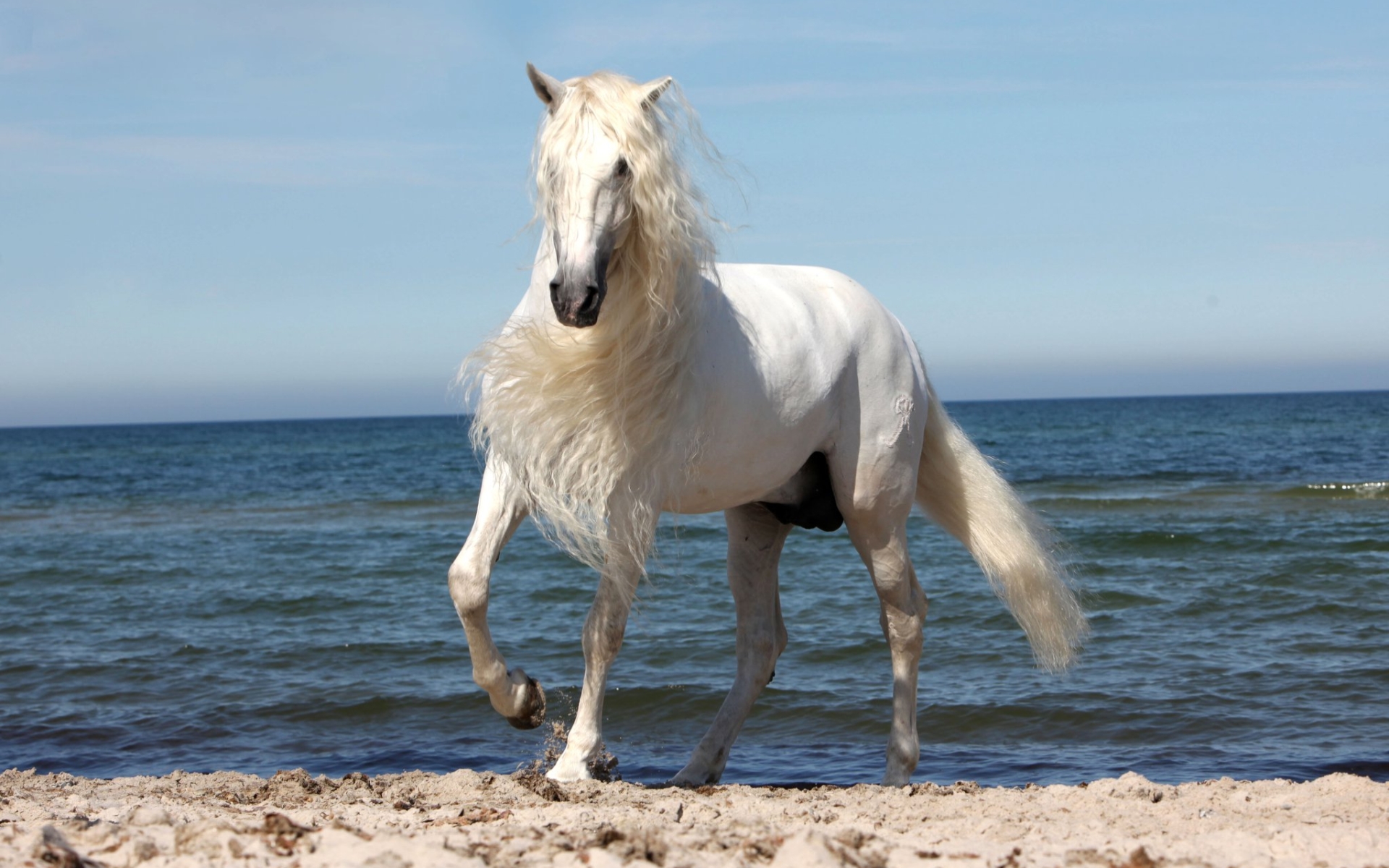 Download mobile wallpaper Animal, Horse for free.