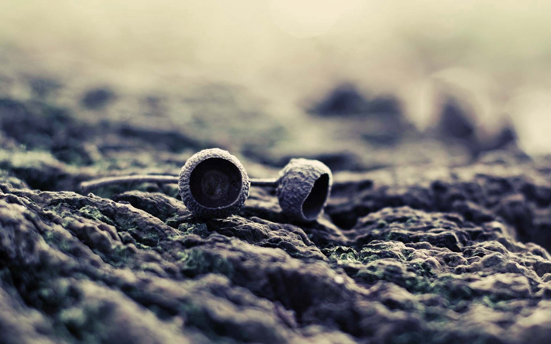 acorn, stones, macro, dark, surface for android