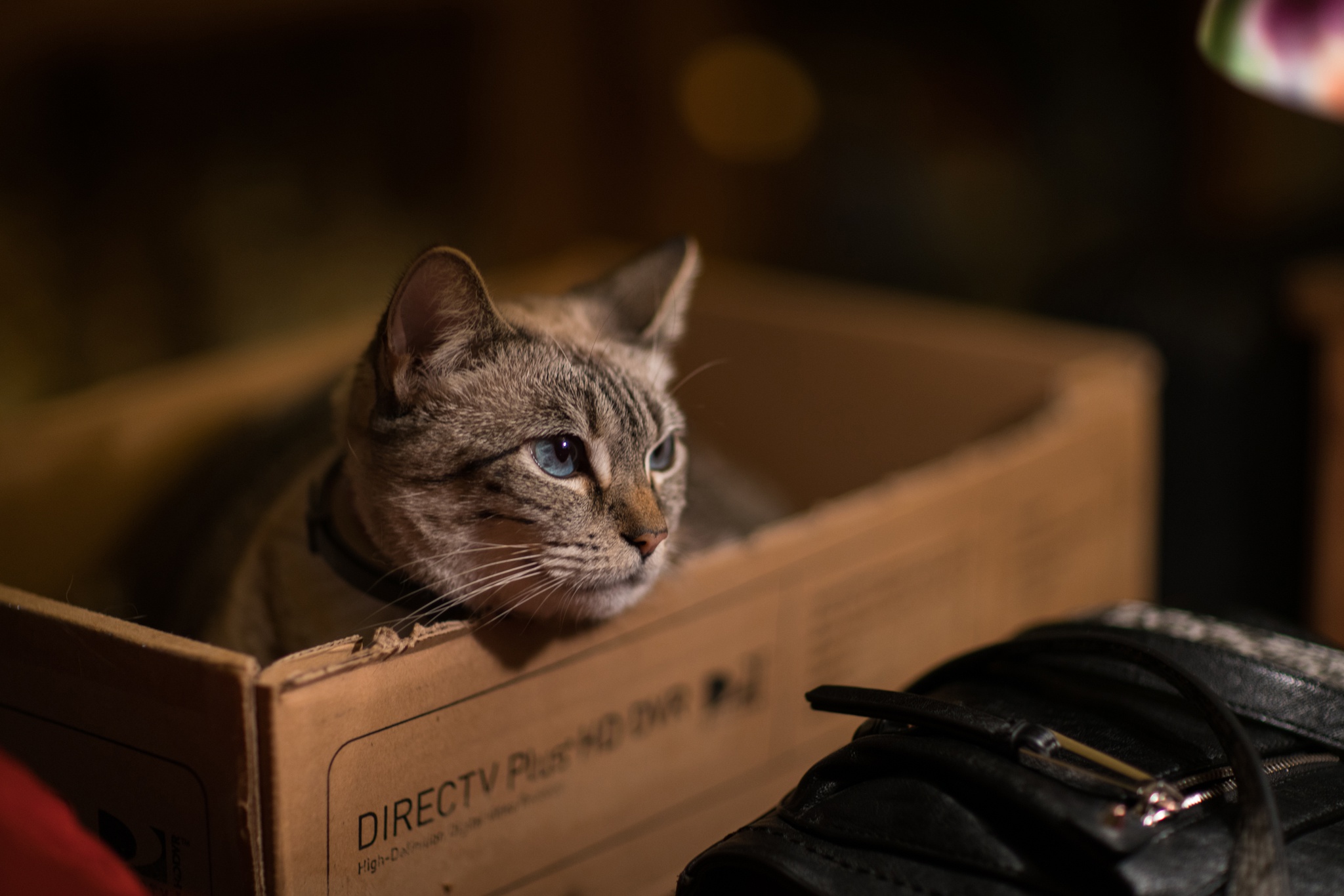 Téléchargez des papiers peints mobile Animaux, Chats, Chat gratuitement.