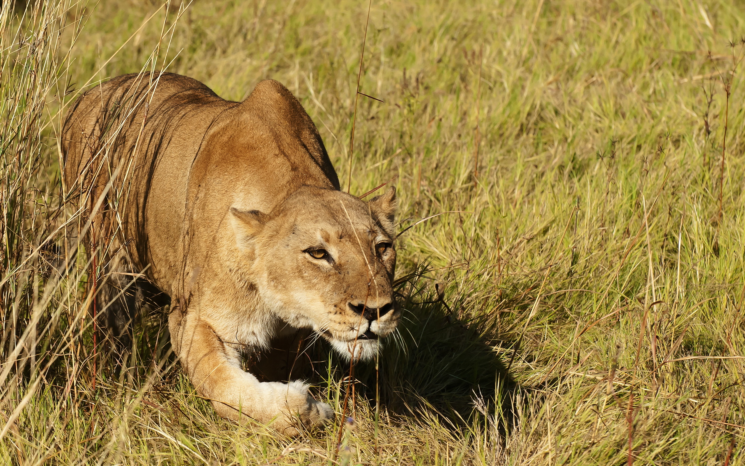 Téléchargez des papiers peints mobile Lion, Chats, Animaux gratuitement.