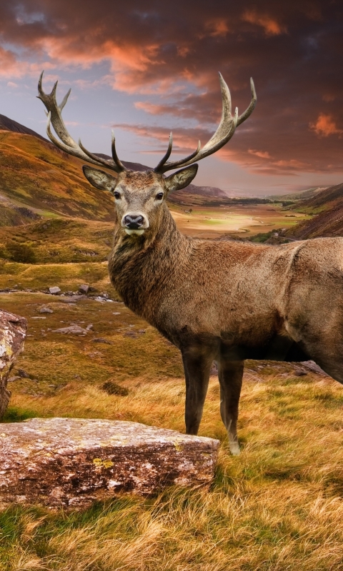 Download mobile wallpaper Landscape, Animal, Deer, Stare for free.