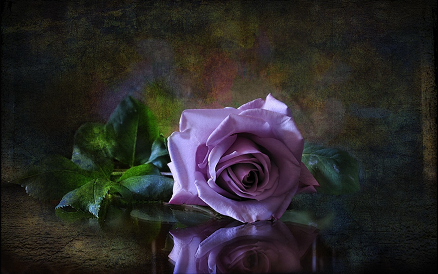 earth, rose, close up, flower, purple flower, stem