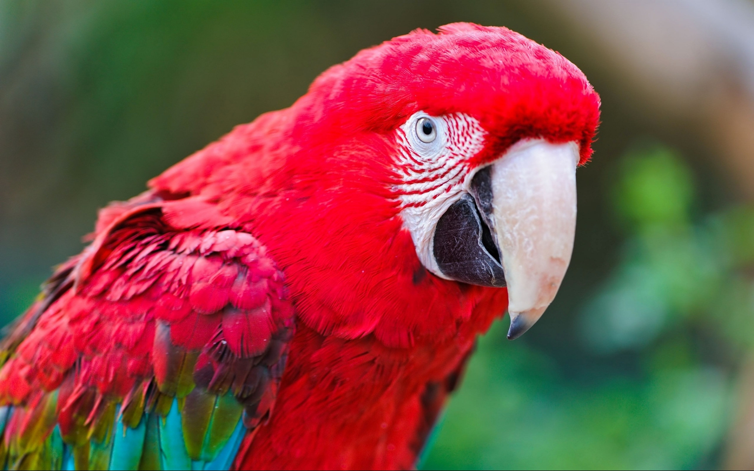 Free download wallpaper Animal, Red And Green Macaw on your PC desktop