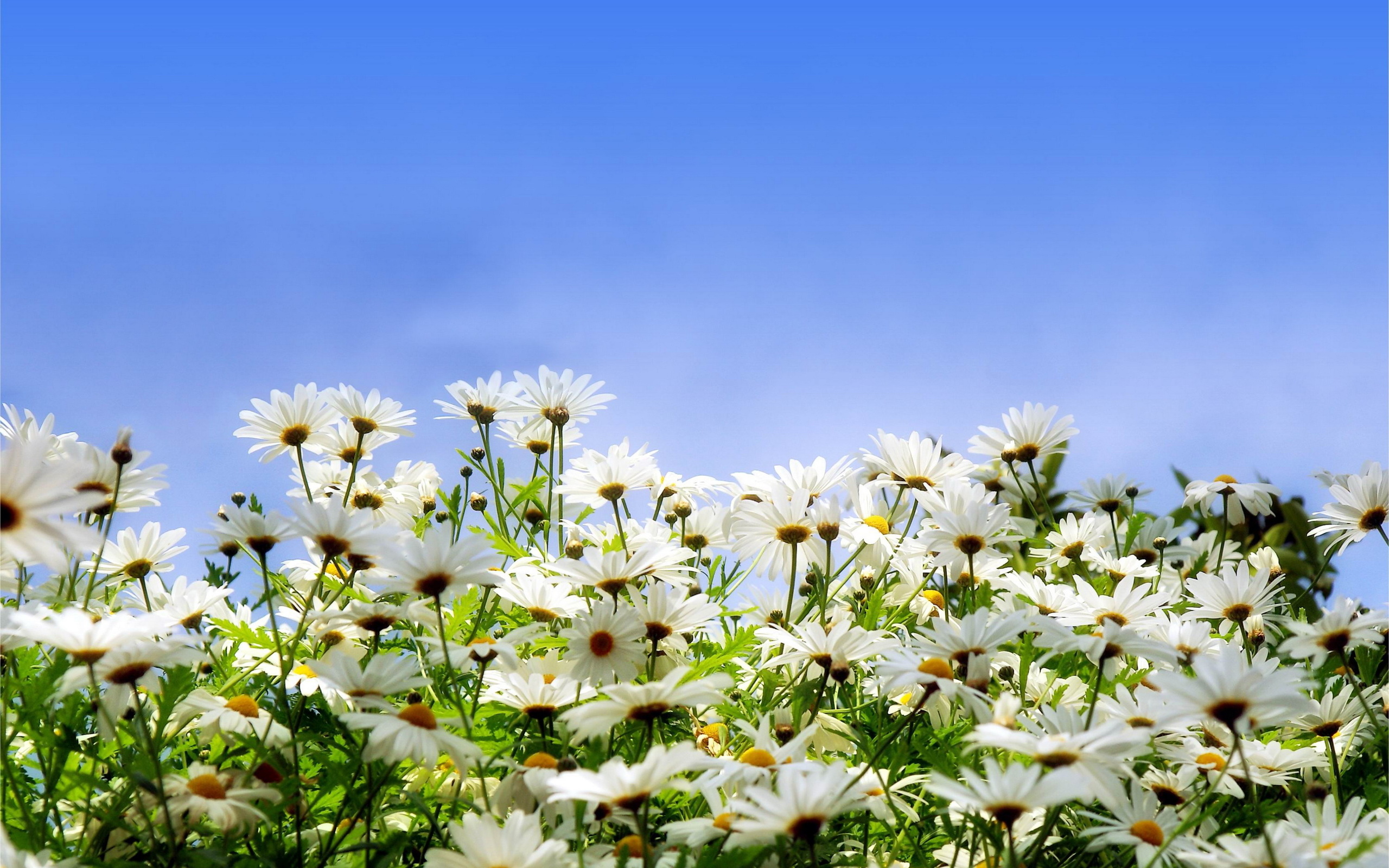 Free download wallpaper Flowers, Earth, Daisy on your PC desktop