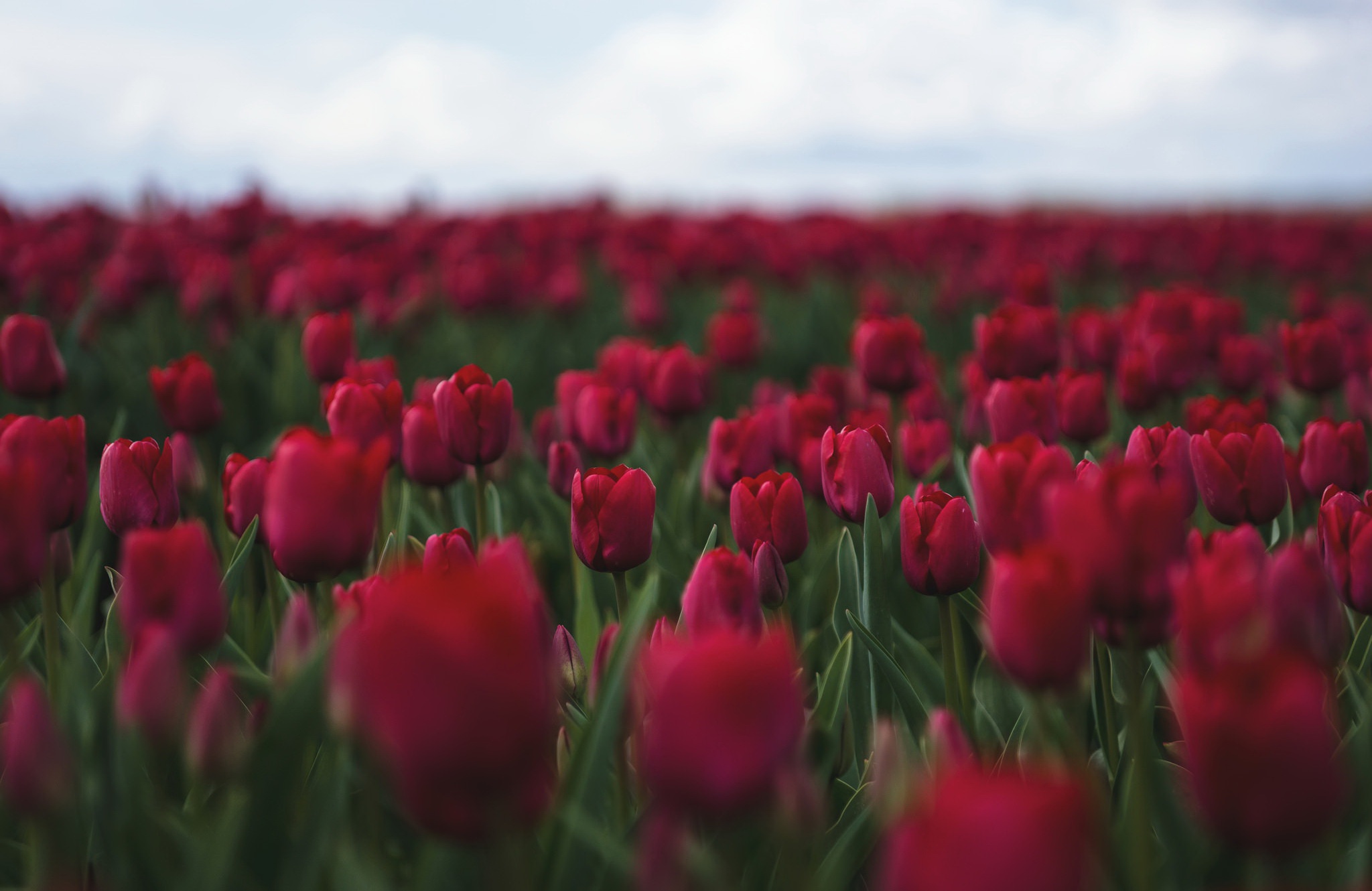 Download mobile wallpaper Nature, Flowers, Summer, Flower, Blur, Earth, Tulip, Red Flower for free.