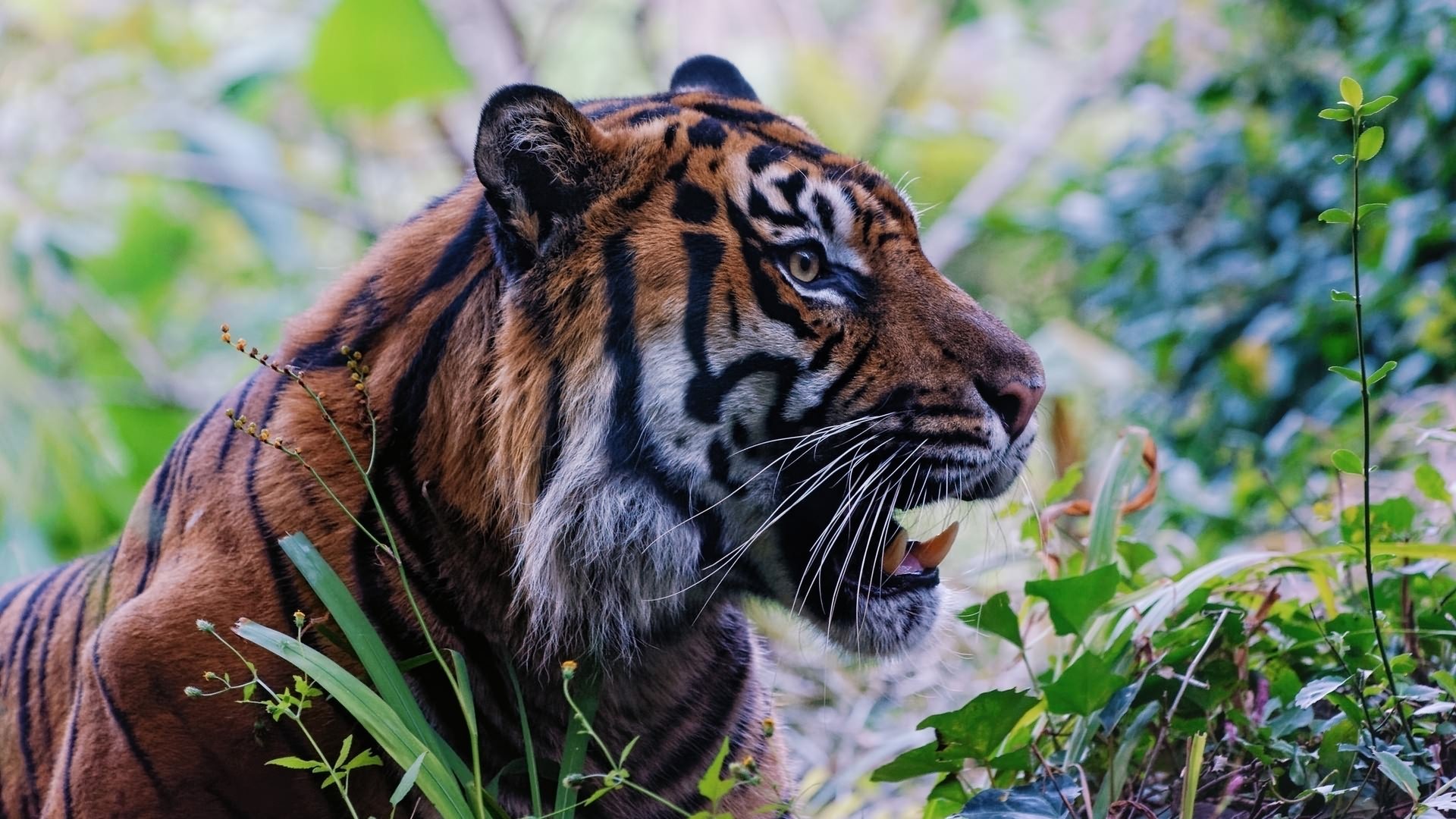 Téléchargez gratuitement l'image Animaux, Chats, Tigre sur le bureau de votre PC