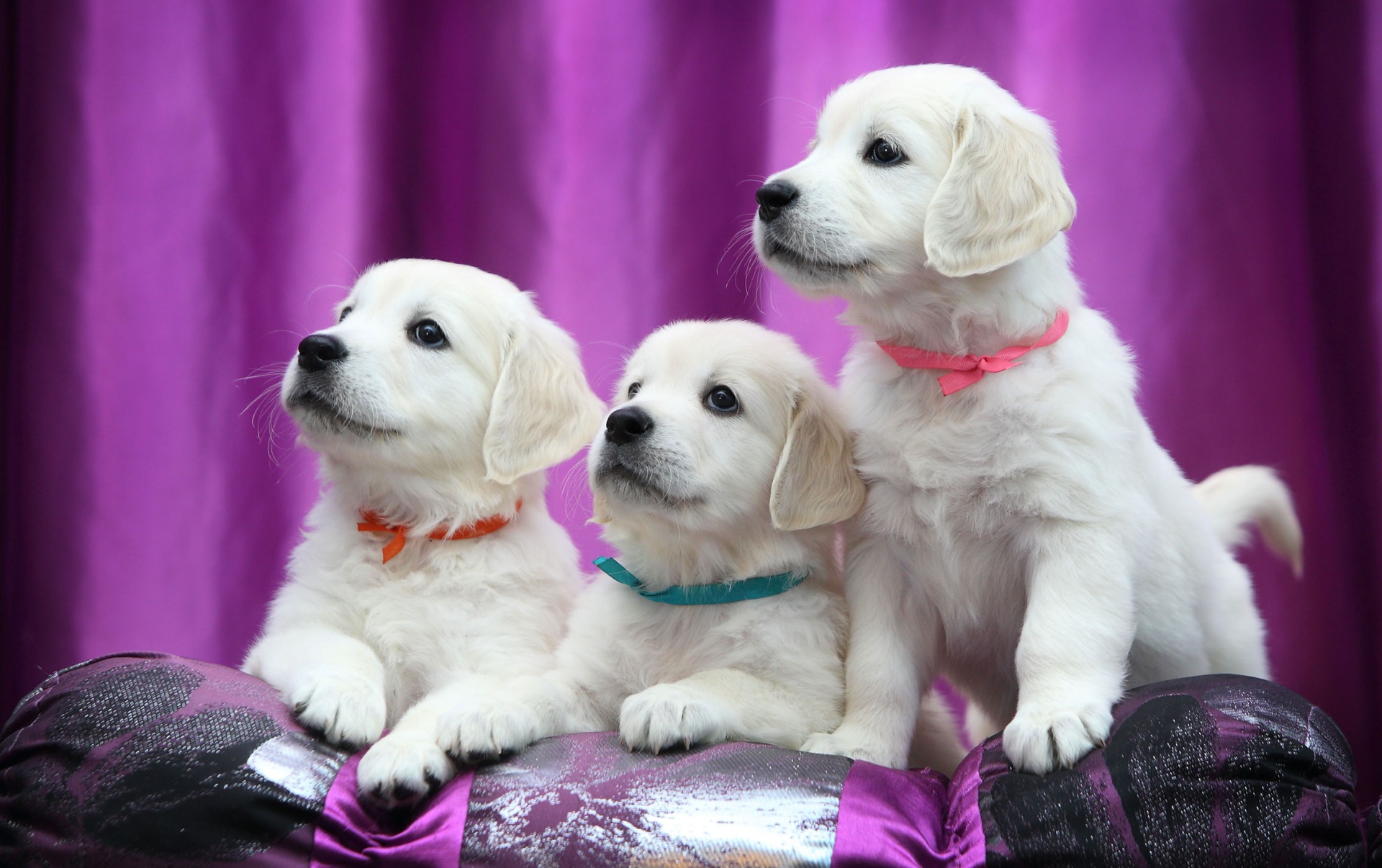 Free download wallpaper Dogs, Dog, Animal, Puppy, Labrador Retriever, Baby Animal on your PC desktop