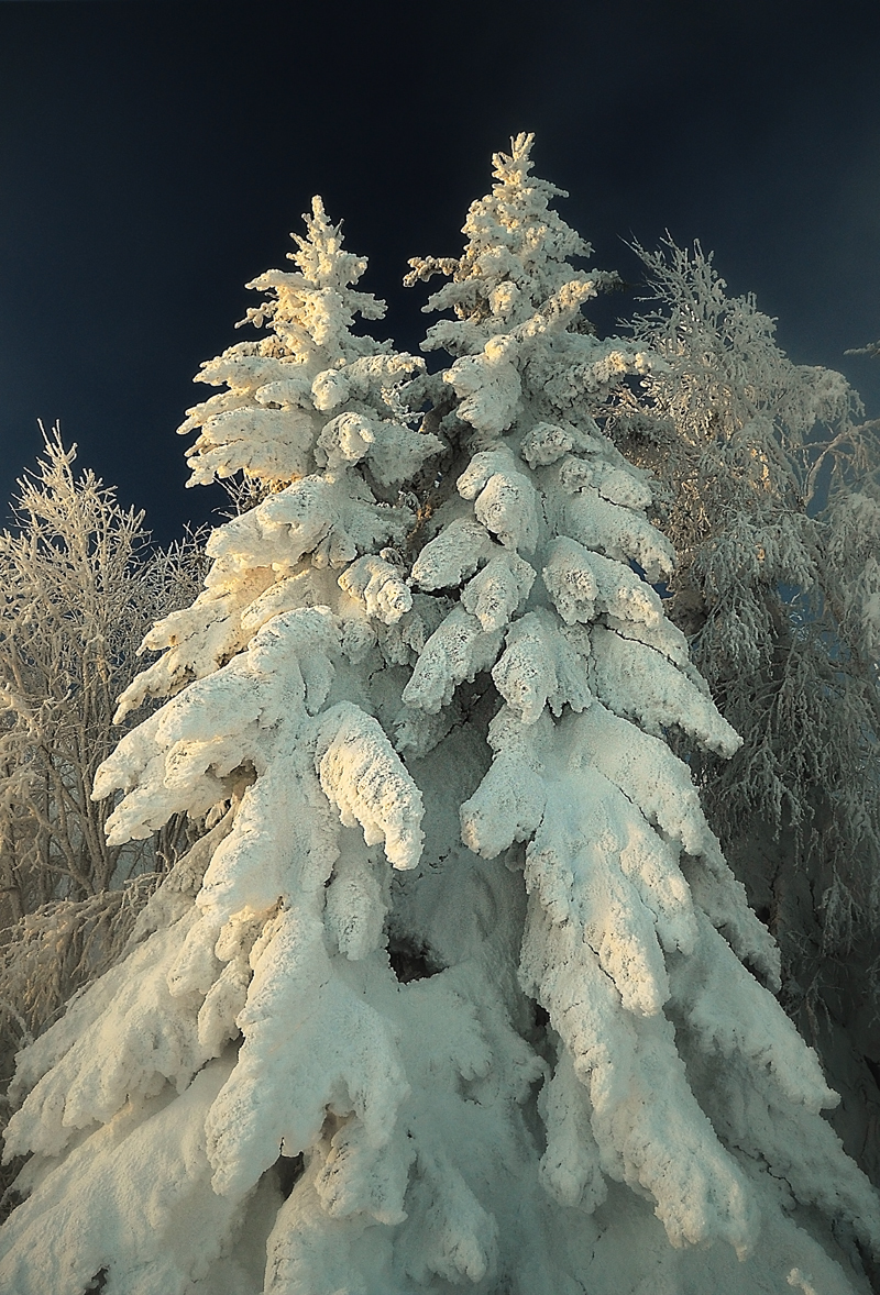 Download mobile wallpaper Winter, Fir Trees, Landscape for free.