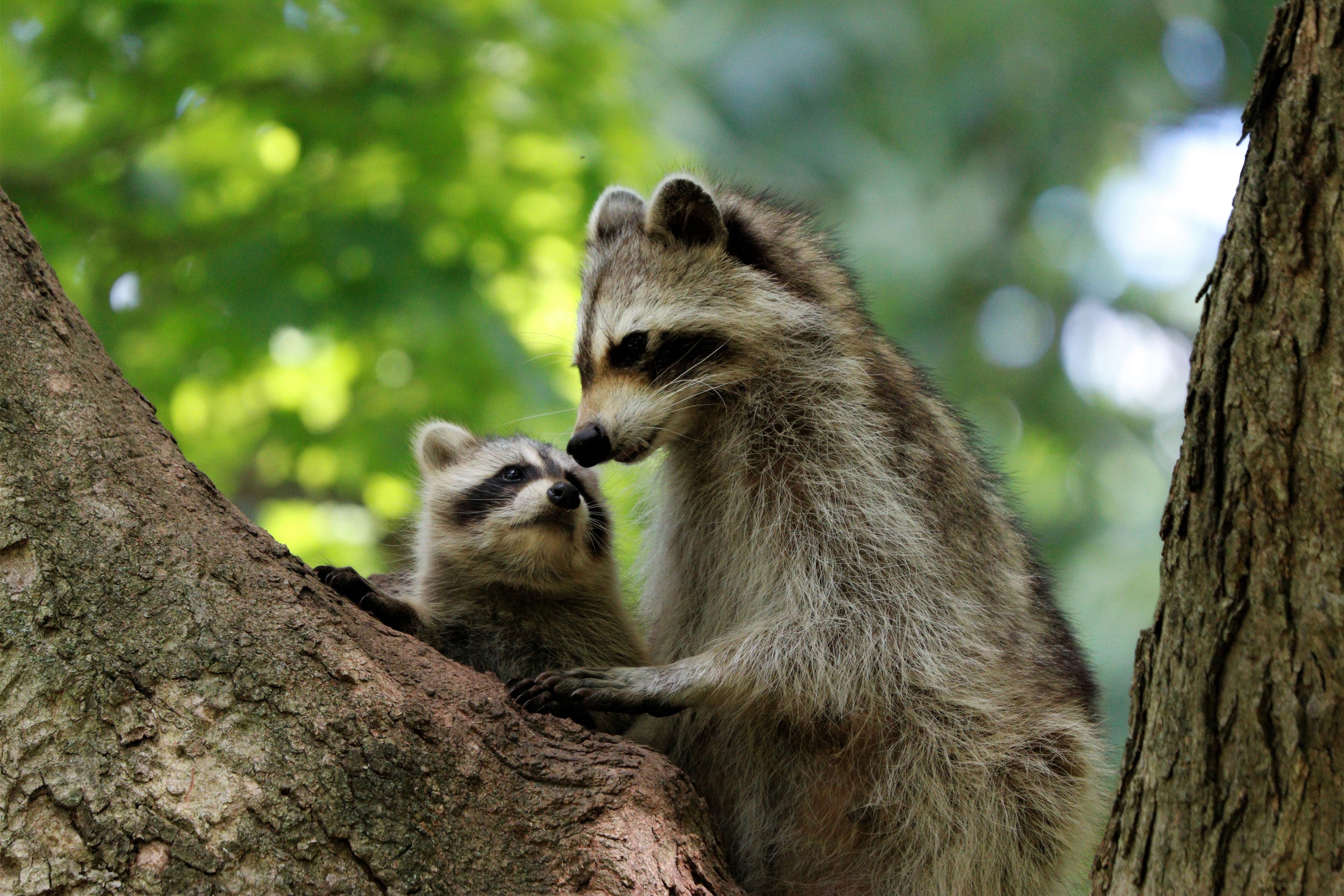 Download mobile wallpaper Animal, Raccoon, Baby Animal for free.