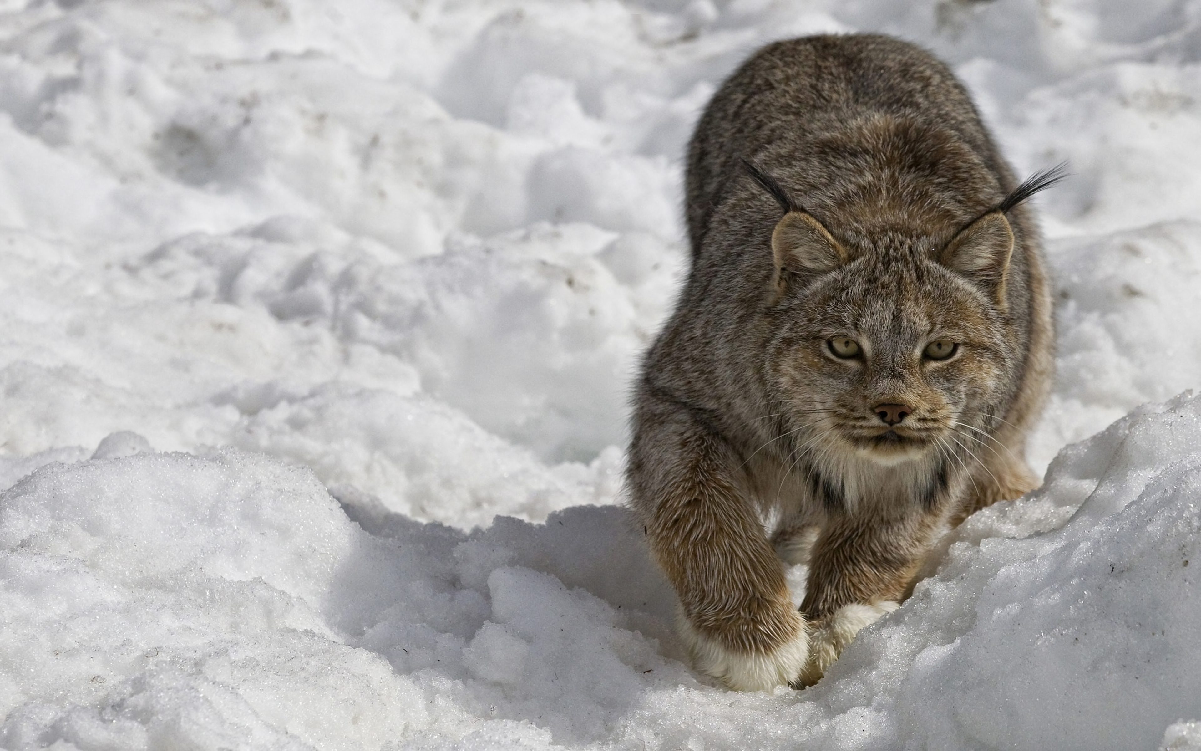 Download mobile wallpaper Winter, Cats, Snow, Animal, Lynx for free.