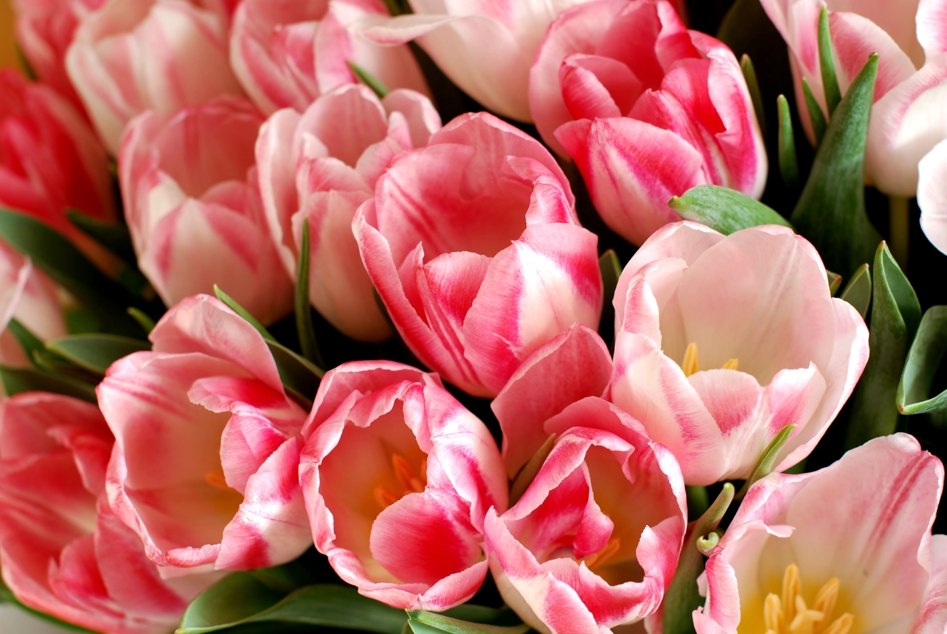 Téléchargez gratuitement l'image Fleurs, Fleur, Fermer, Tulipe, Terre/nature, Fleur Rose sur le bureau de votre PC
