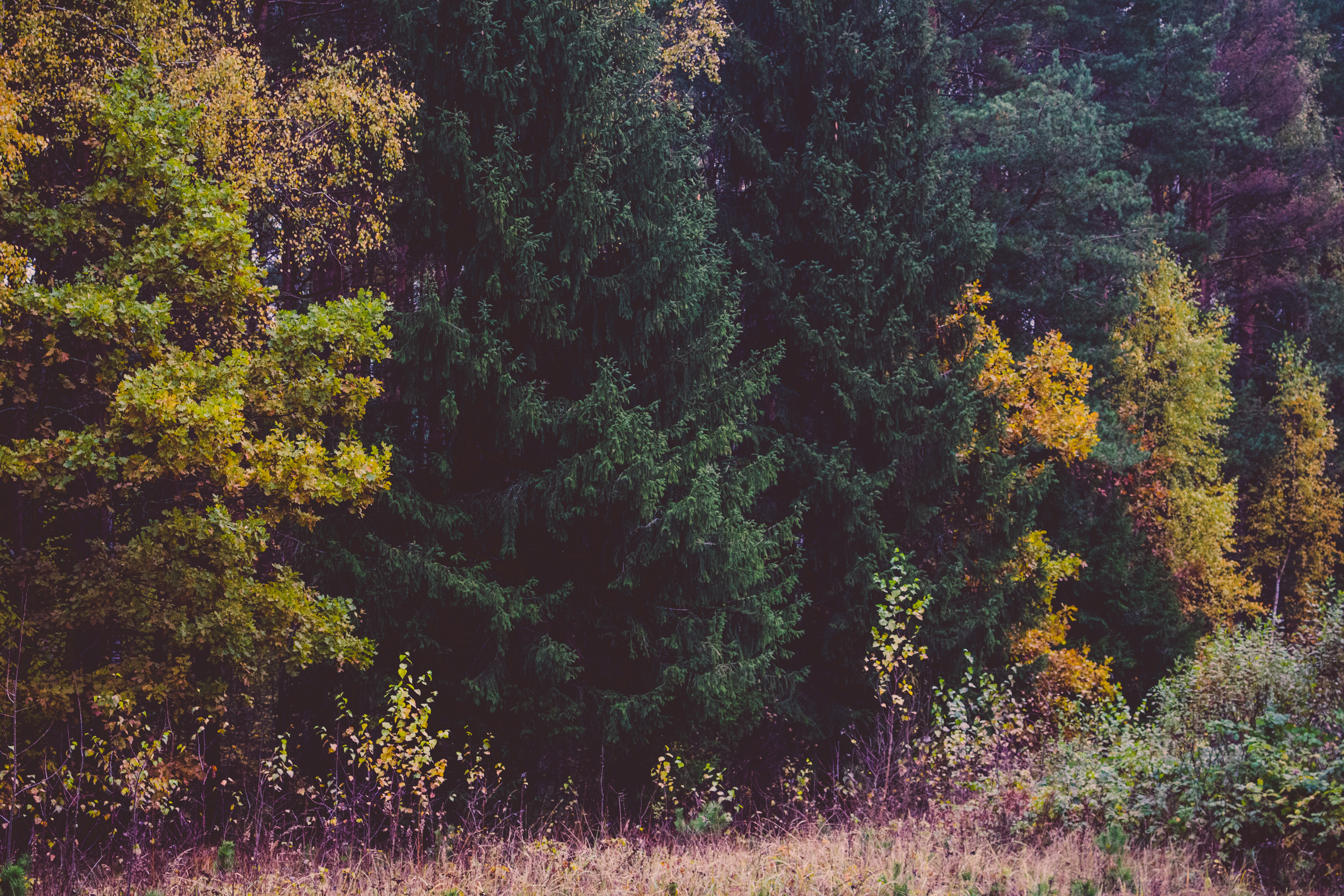 Скачать обои бесплатно Деревья, Трава, Природа, Лес, Осень картинка на рабочий стол ПК