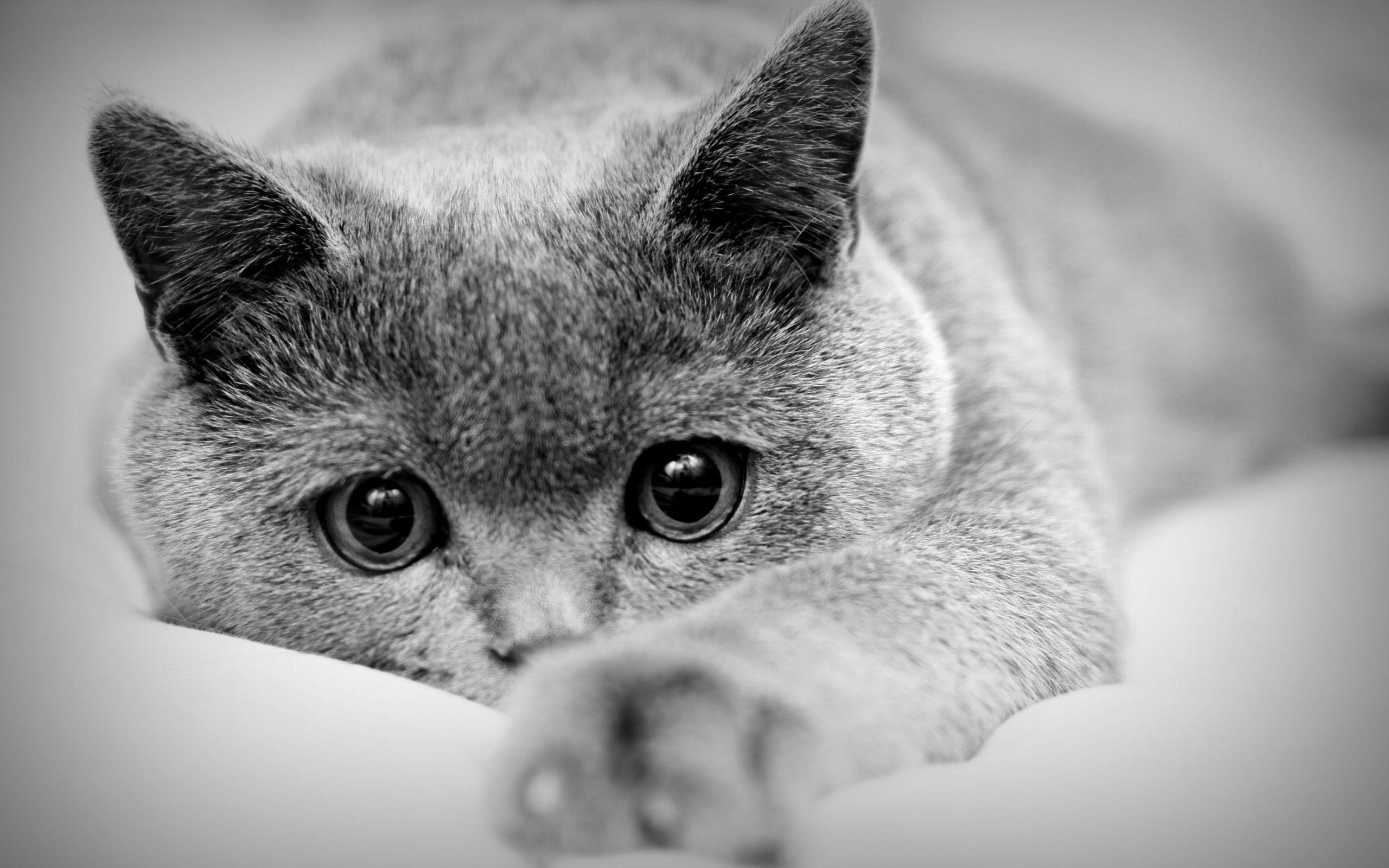 Free download wallpaper Muzzle, Bw, Paws, Animals, Chb, Eyes, Cat on your PC desktop
