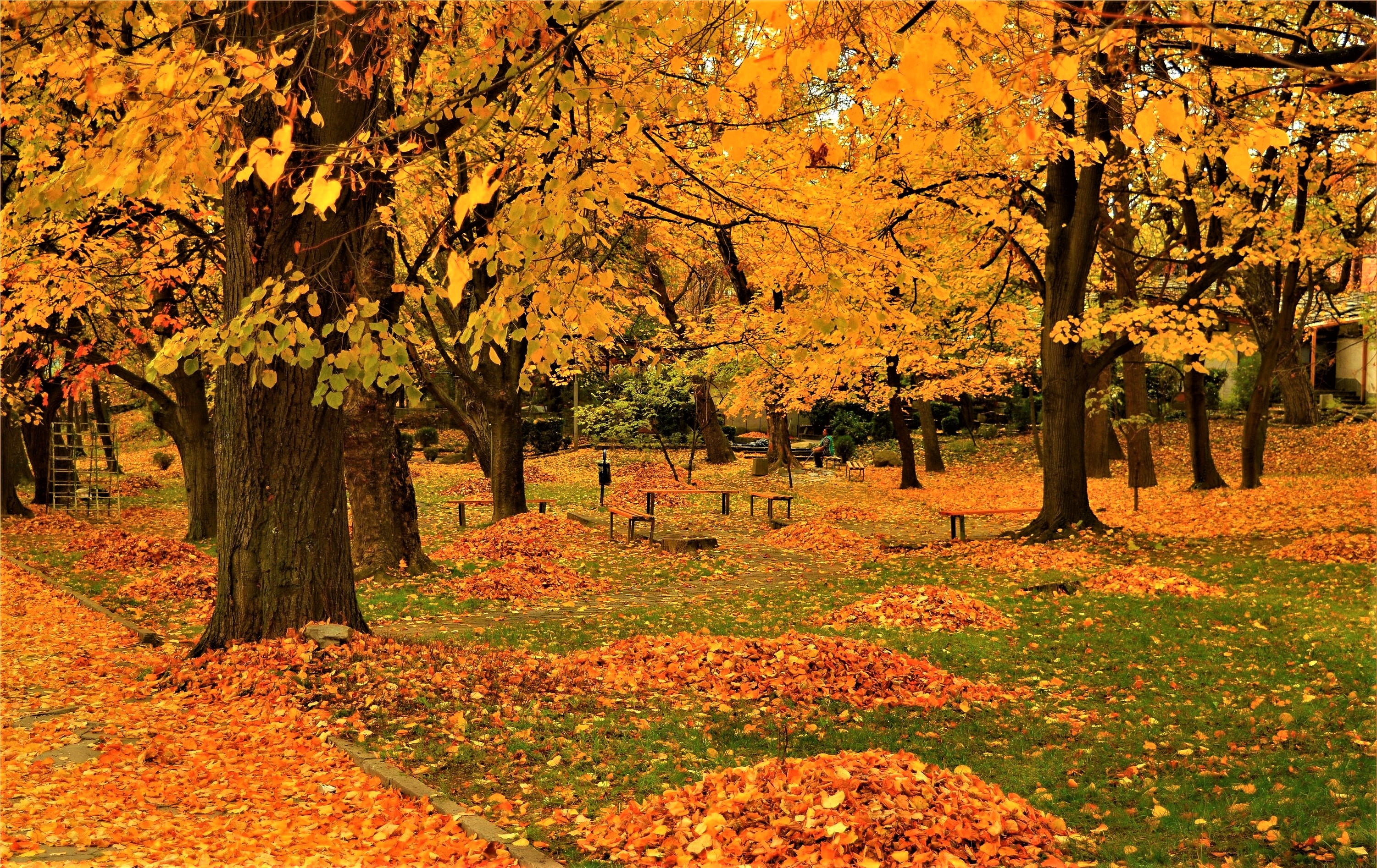 PCデスクトップに秋, 葉, 公園, ベンチ, 写真撮影画像を無料でダウンロード