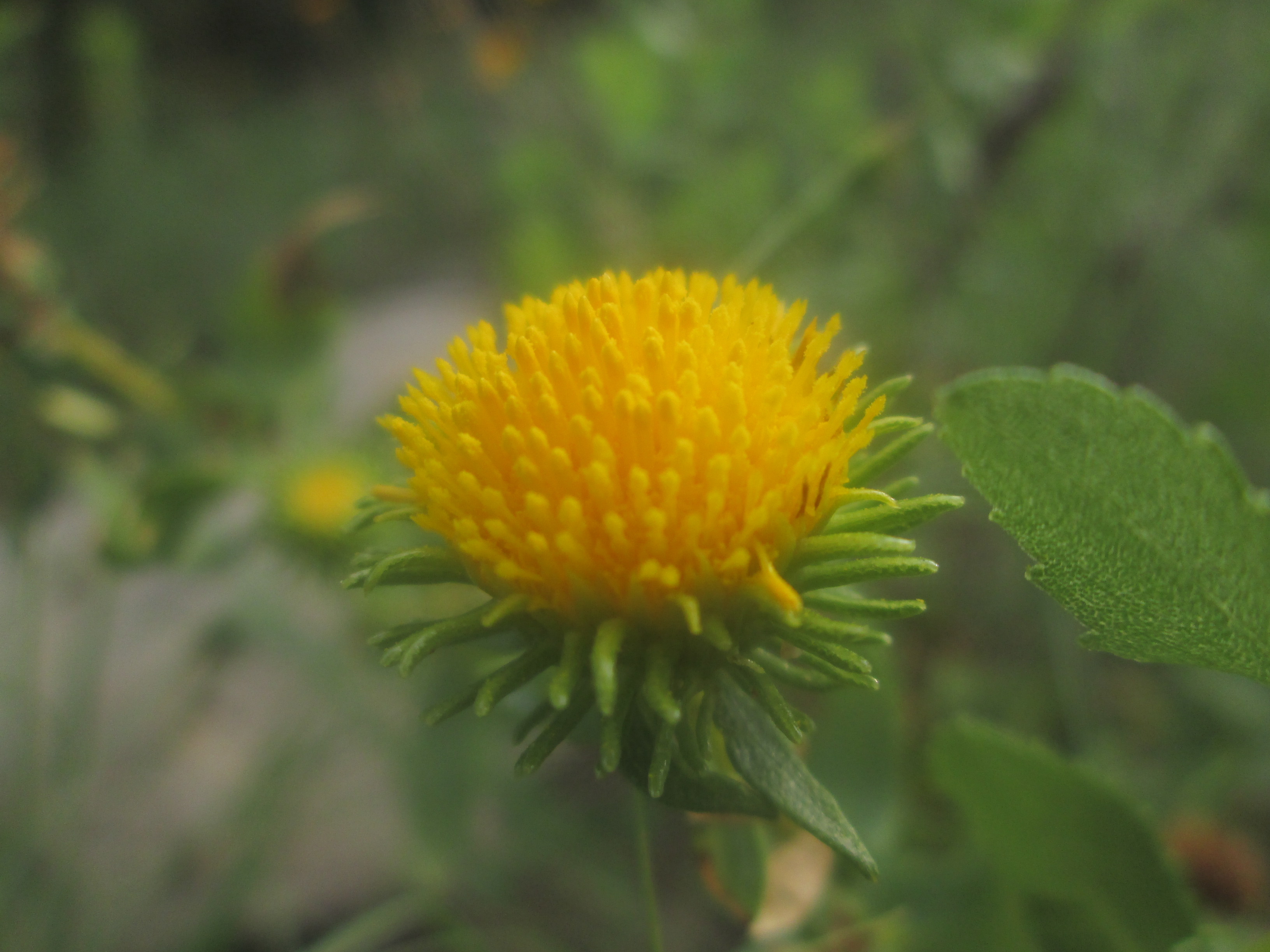 Téléchargez gratuitement l'image Fleurs, Fleur, Terre/nature sur le bureau de votre PC