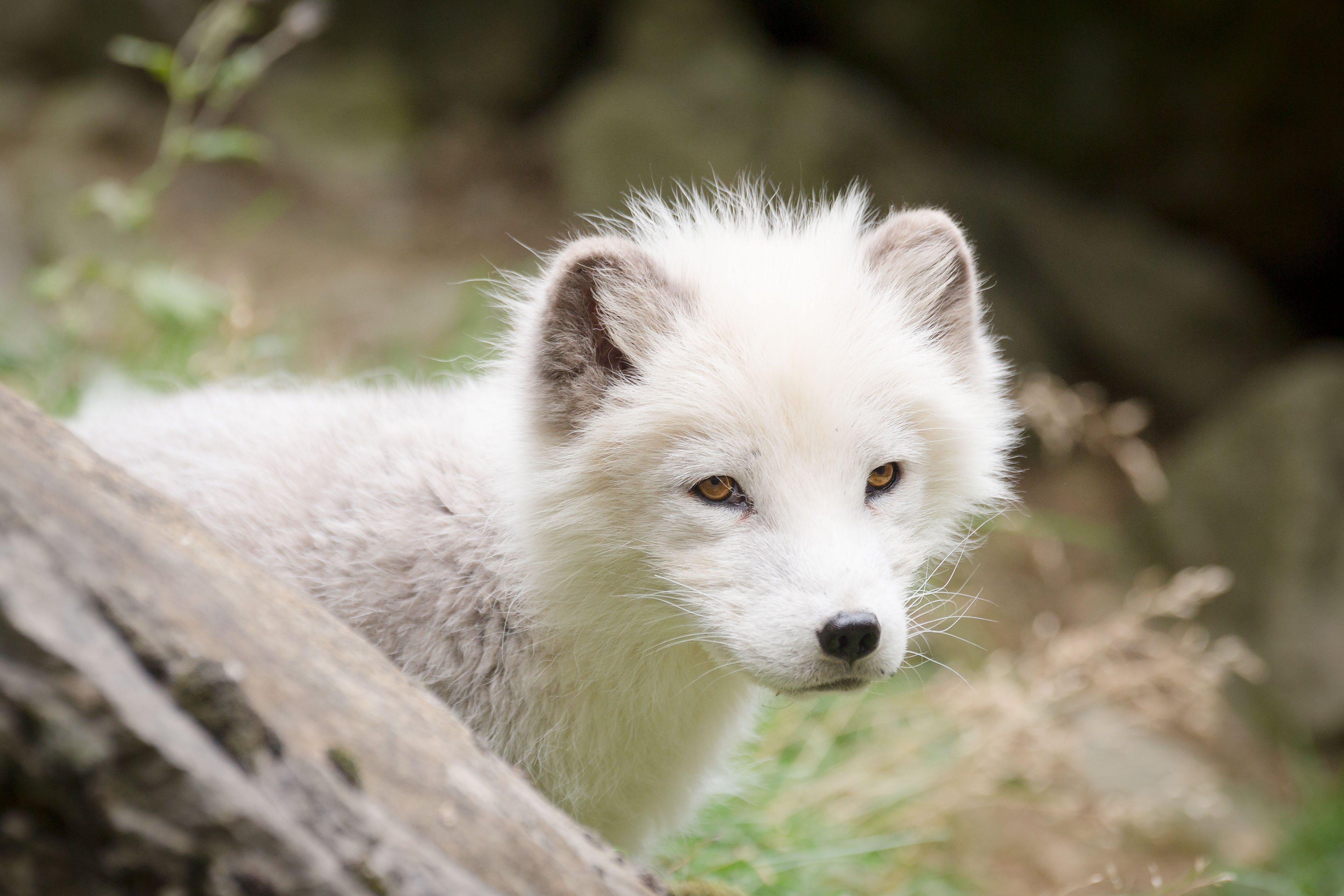 378387 baixar papel de parede animais, raposa do ártico, raposa, raposa polar, cães - protetores de tela e imagens gratuitamente