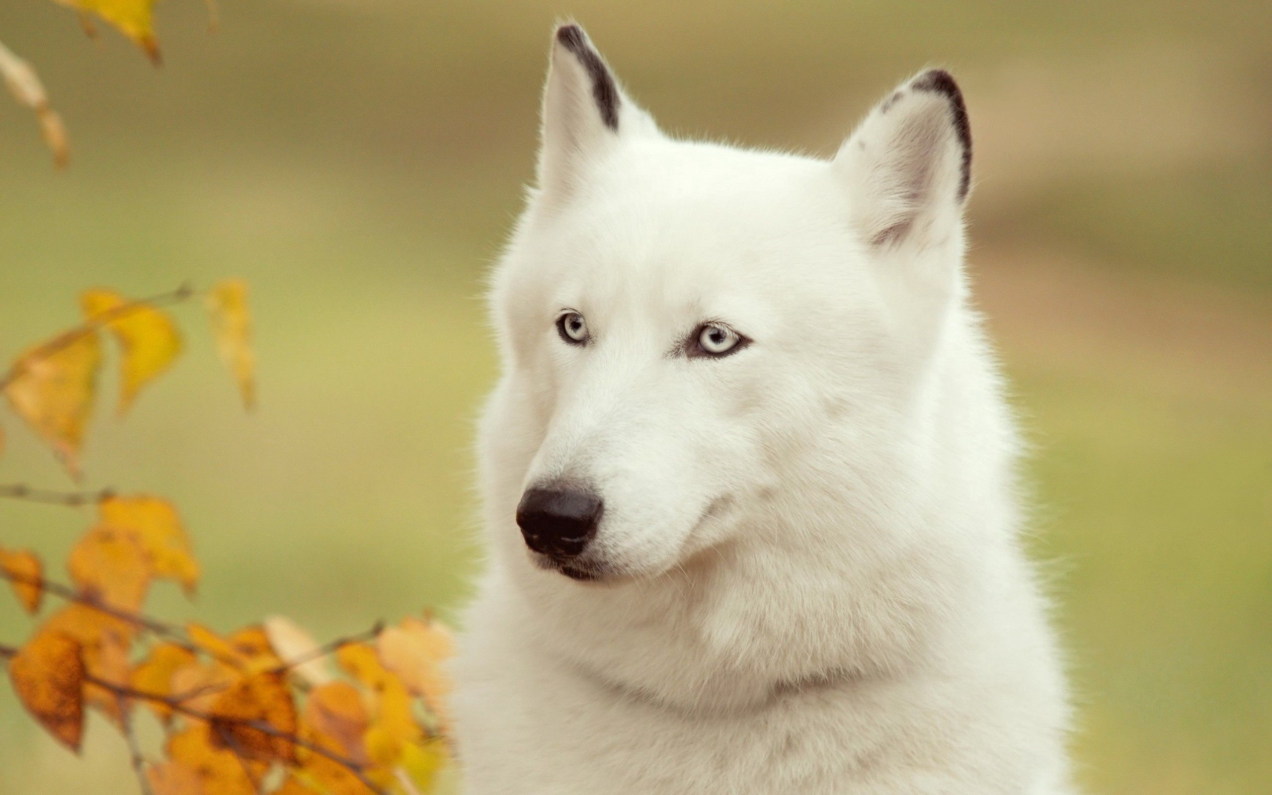 101216 télécharger l'image animaux, blanc, forêt, chien, museau, muselière, hirsute - fonds d'écran et économiseurs d'écran gratuits