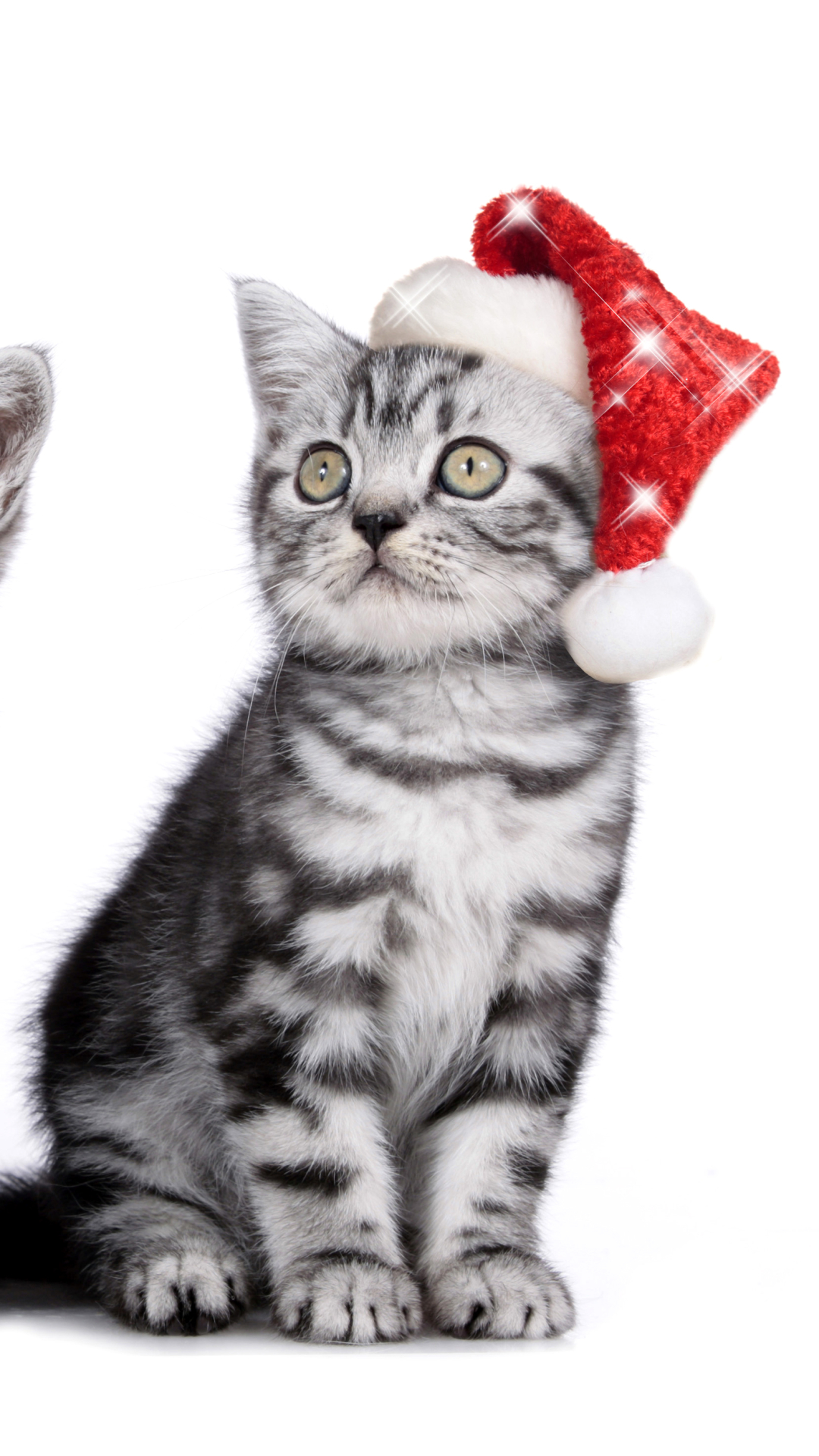 Скачати мобільні шпалери Кішка, Тварина, Коти, Капелюх Діда Мороза безкоштовно.