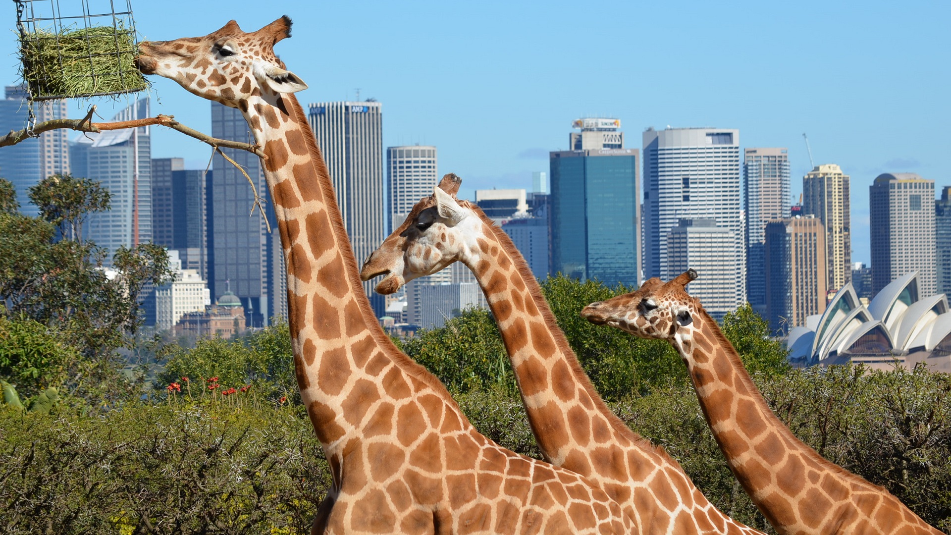648630 Bild herunterladen tiere, giraffe, australien, großstadt, opernhaus in sydney, sydney, zoo - Hintergrundbilder und Bildschirmschoner kostenlos