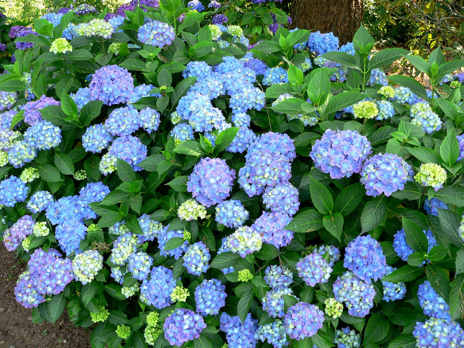 Téléchargez gratuitement l'image Fleurs, Fleur, Hortensia, Terre/nature, Fleur Bleue sur le bureau de votre PC