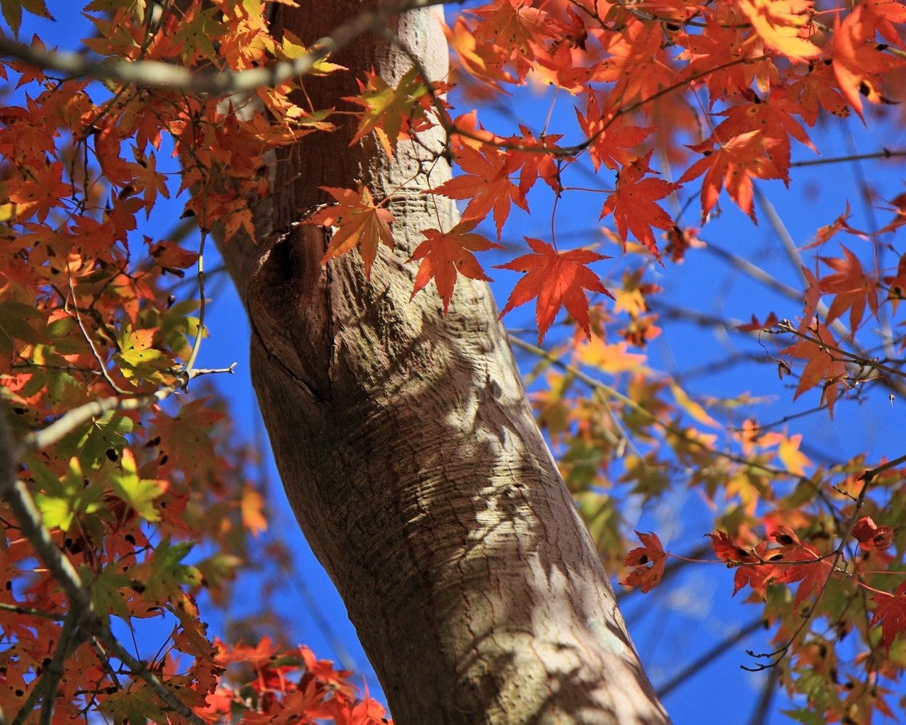 Free download wallpaper Leaf, Earth on your PC desktop