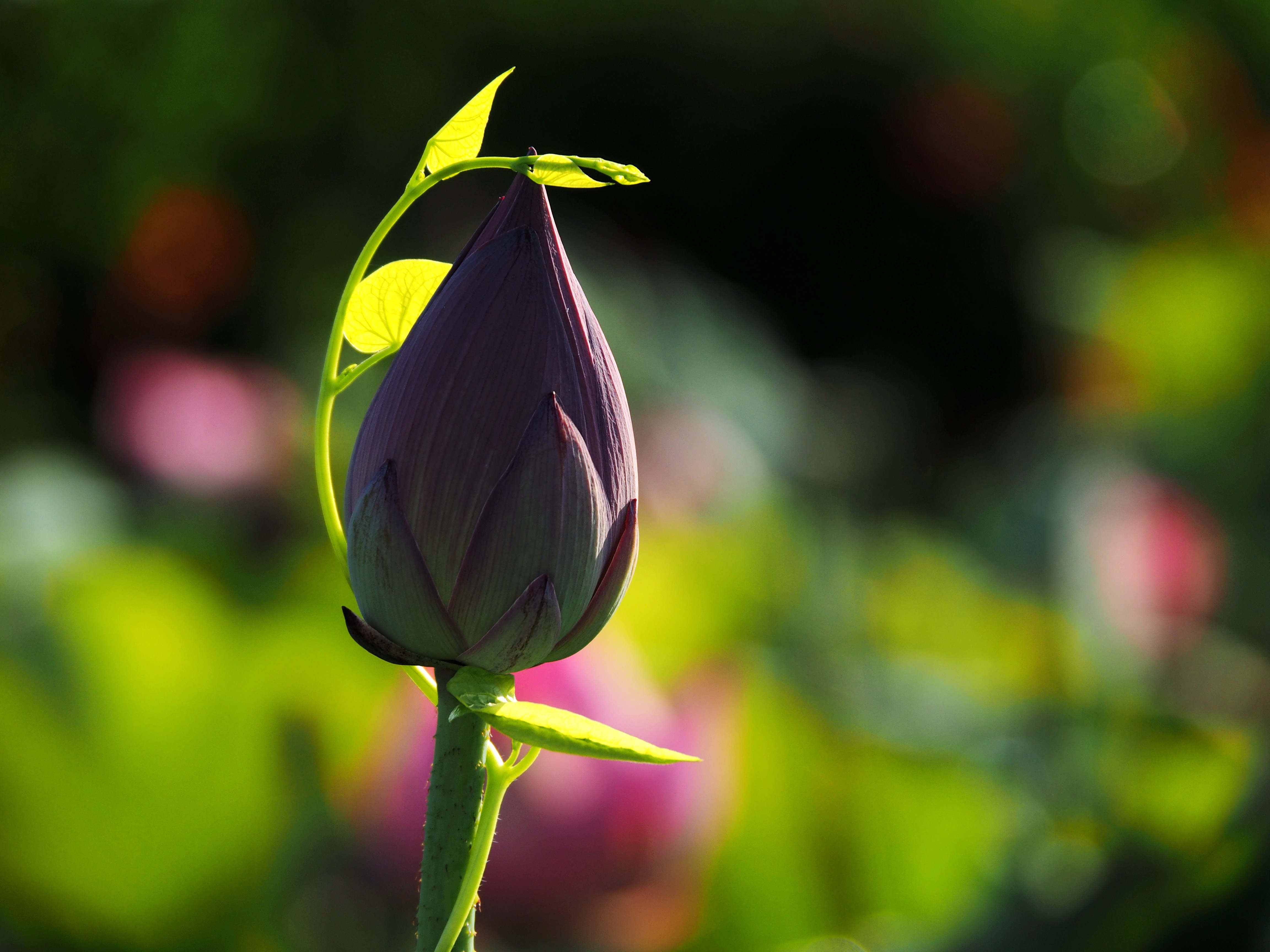 lotus, flowers, bud, blur, smooth, stem, stalk Full HD