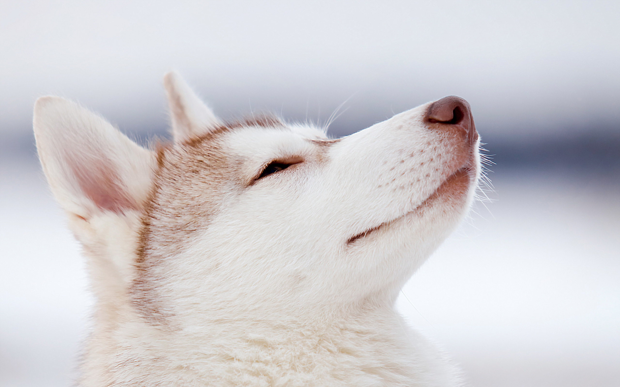 Laden Sie das Schlittenhund, Hunde, Tiere-Bild kostenlos auf Ihren PC-Desktop herunter