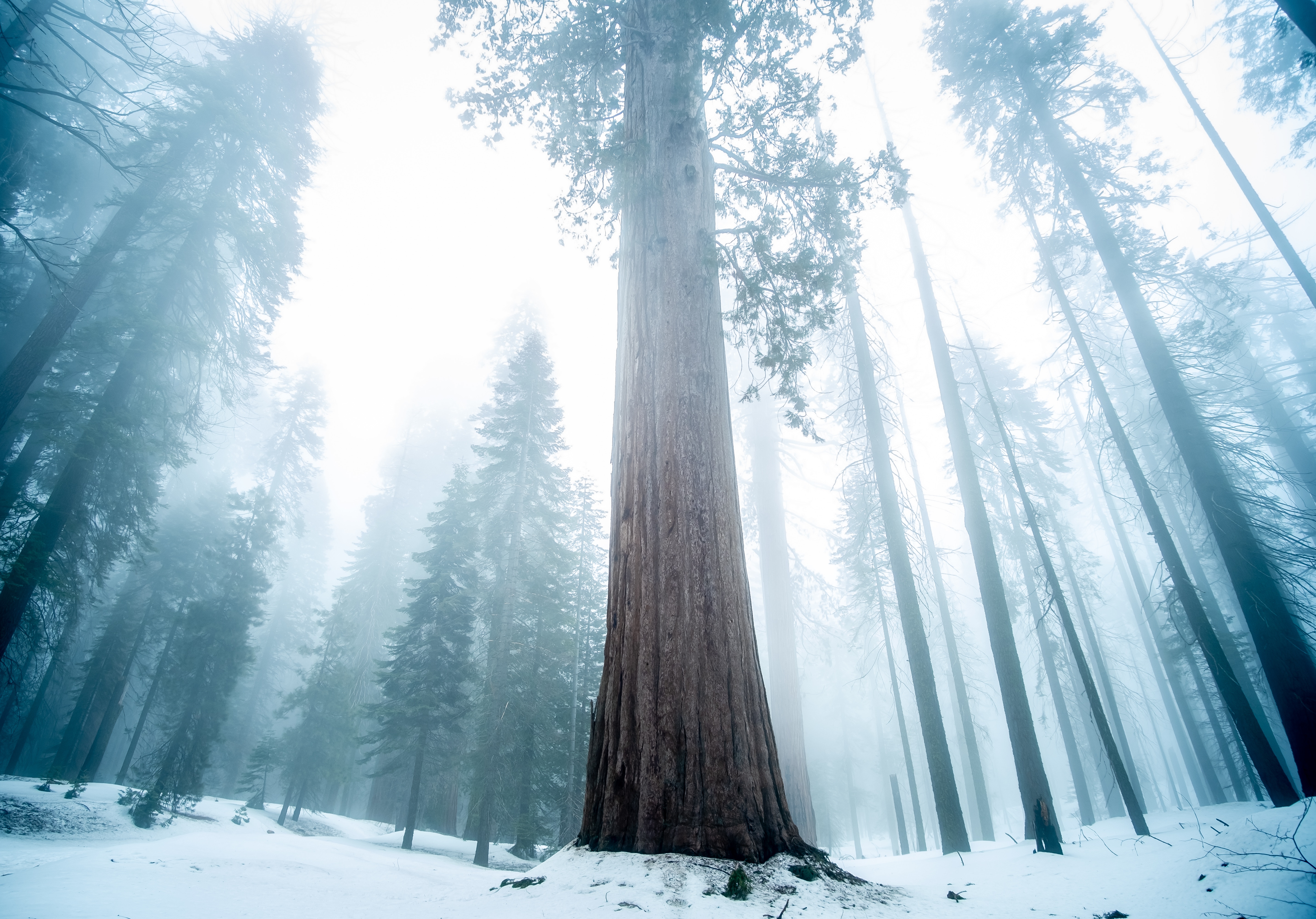 91647 завантажити шпалери зима, природа, ліс, дерево, туман, секвойя - заставки і картинки безкоштовно