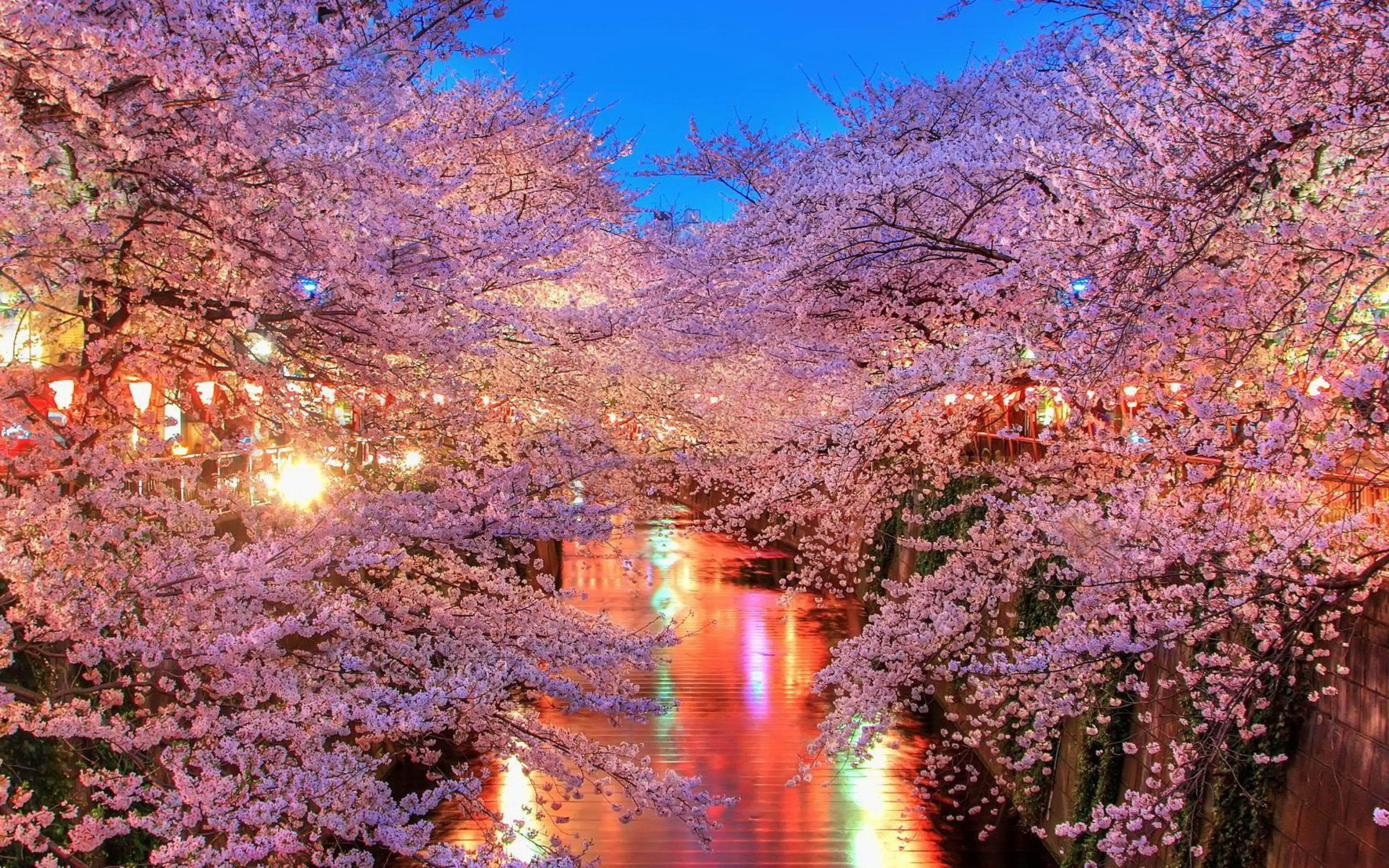 Free download wallpaper Sakura, Earth, Japan, Blossom on your PC desktop