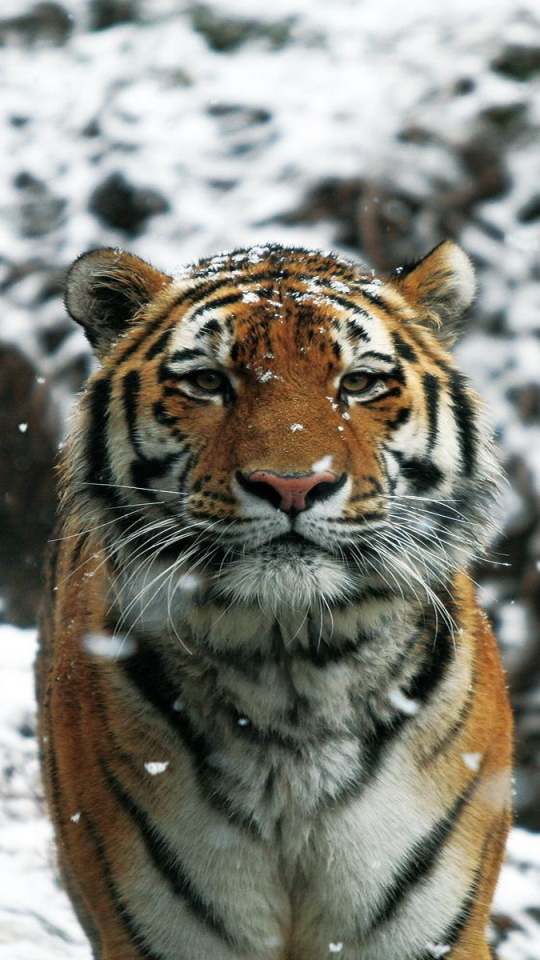 Download mobile wallpaper Cats, Tiger, Animal for free.