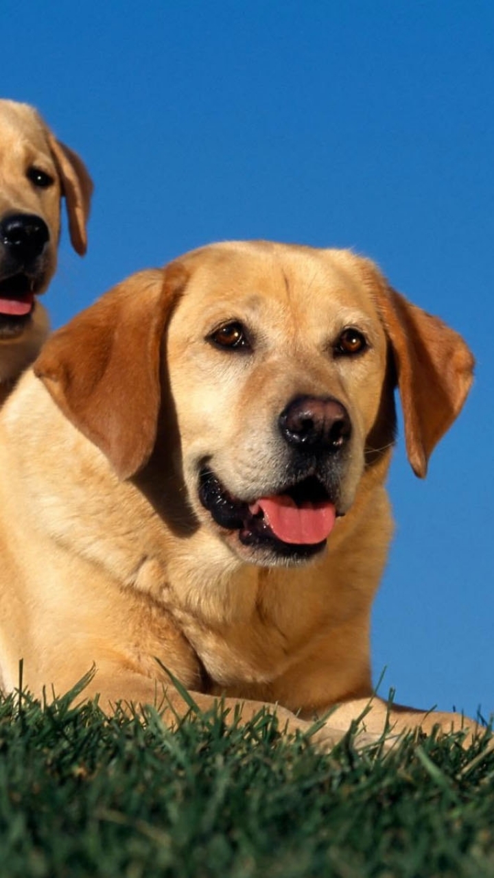 Download mobile wallpaper Dogs, Dog, Animal, Puppy, Labrador, Labrador Retriever for free.