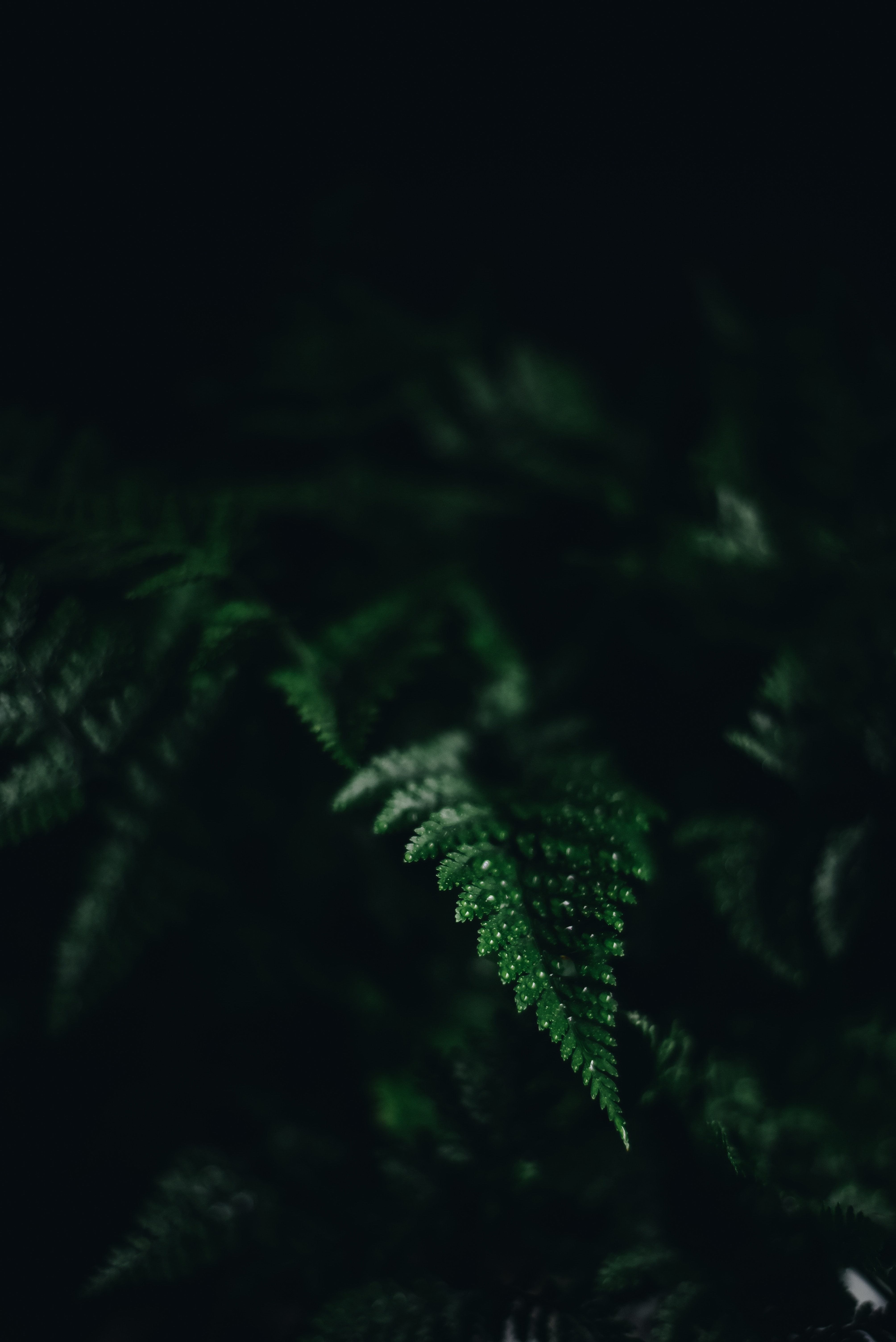 fern, green, macro, dark, sheet, leaf, carved, shadow